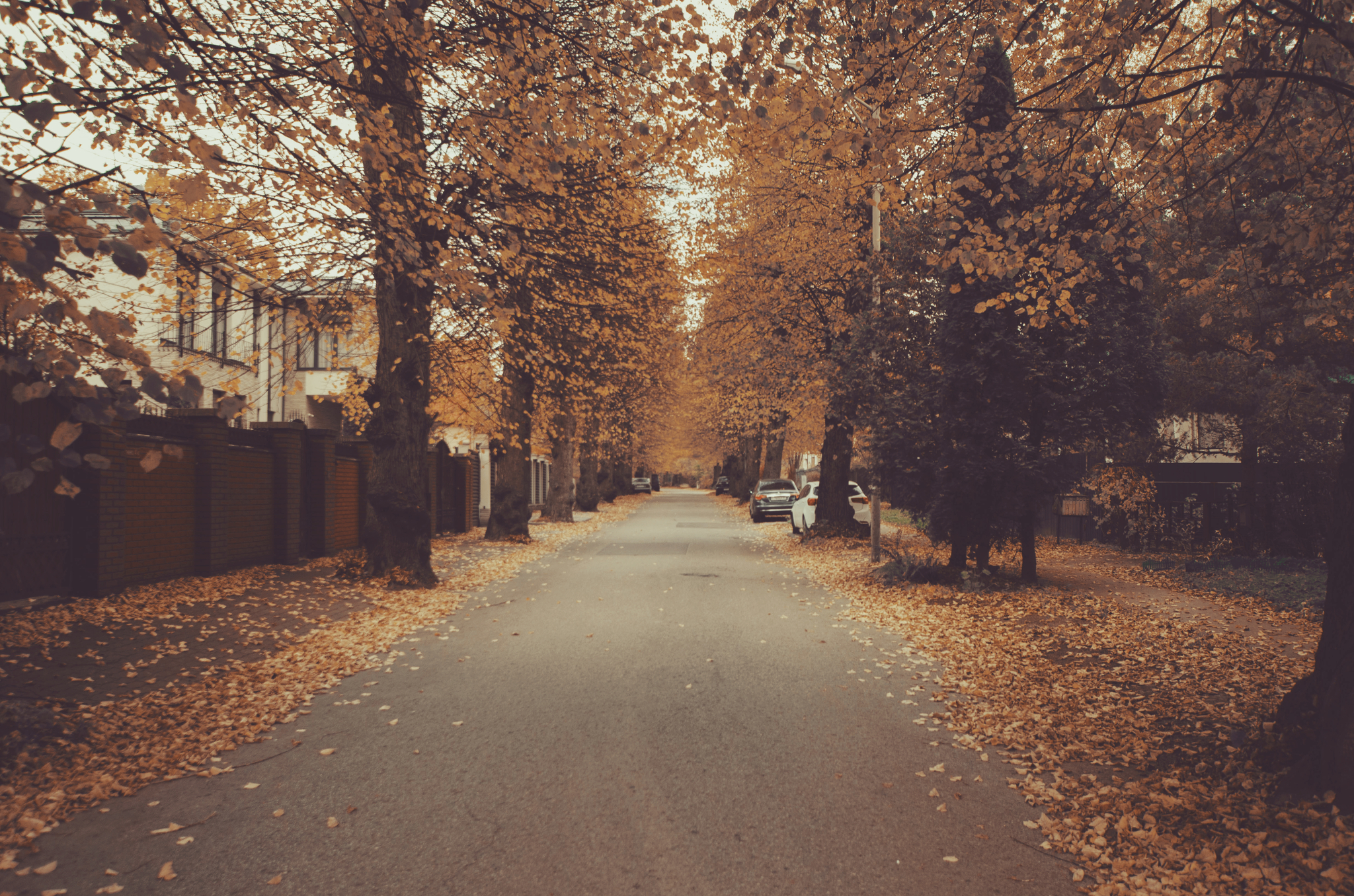 Everyone has their own autumn - My, Aesthetics, Photographer, Autumn, October, Kaliningrad, Beautiful view, City walk, Cities of Russia, The photo, Nikon, Hiking