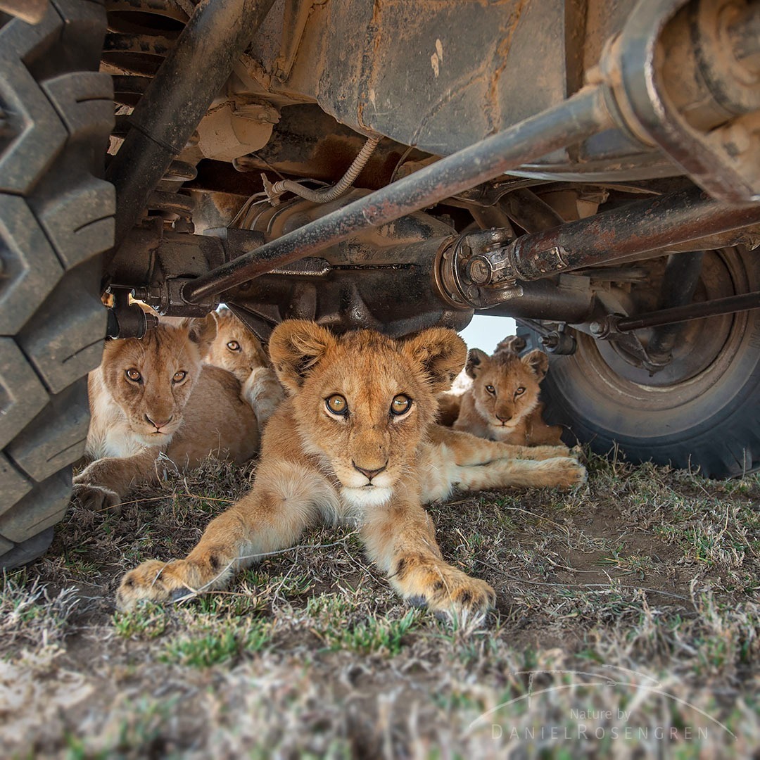 Before driving, check for cats under the car. - Lion cubs, a lion, Big cats, Cat family, Predatory animals, Wild animals, wildlife, National park, Serengeti, Africa, The photo, Car