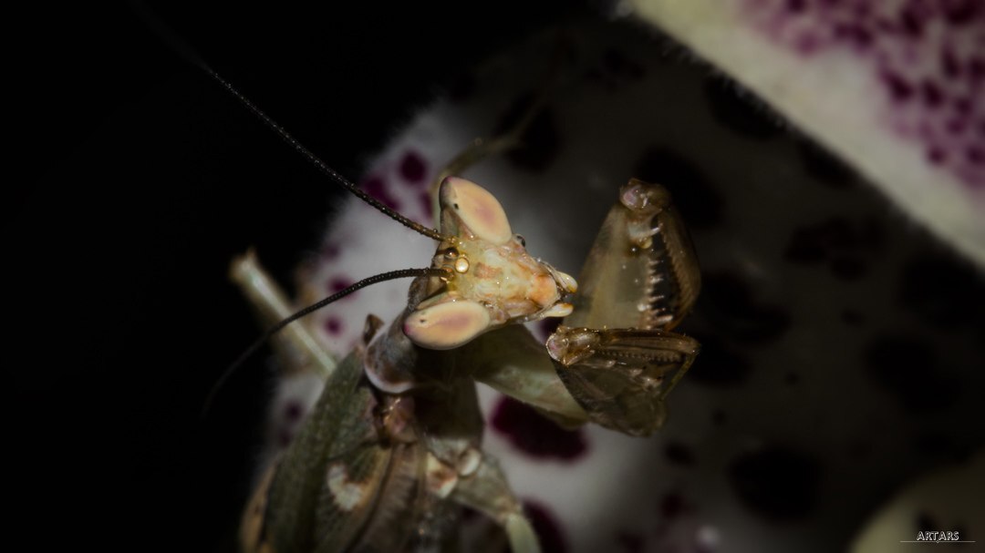 Creobroter gemmatus | Индийский цветочный богомол - Моё, Фотография, Планета Земля, Фотограф, Животные, Террариумистика, Богомол, Canon, Красивый вид