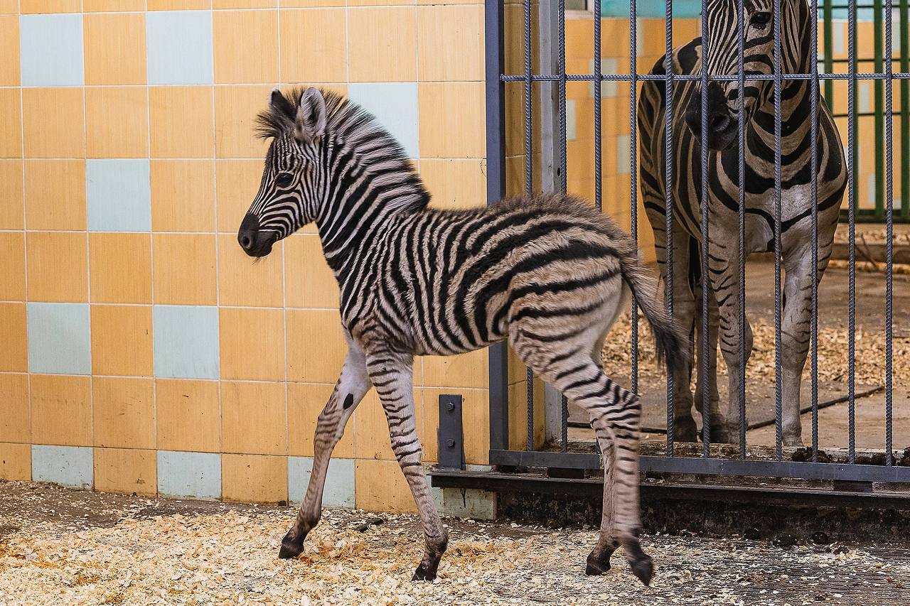 Striped addition - zebra, Young, Roev Creek, Krasnoyarsk, Wild animals, Zoo, Ungulates, Odd-toed ungulates, Telegram (link), Longpost