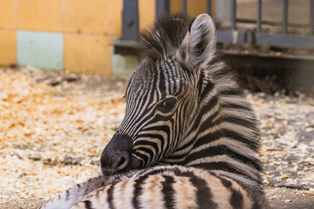 Striped addition - zebra, Young, Roev Creek, Krasnoyarsk, Wild animals, Zoo, Ungulates, Odd-toed ungulates, Telegram (link), Longpost