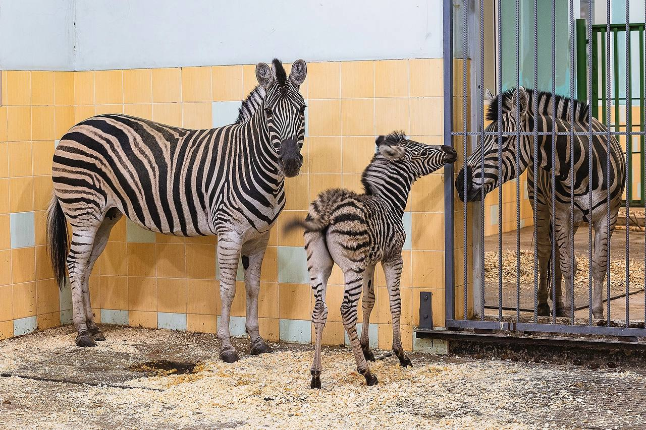 Striped addition - zebra, Young, Roev Creek, Krasnoyarsk, Wild animals, Zoo, Ungulates, Odd-toed ungulates, Telegram (link), Longpost