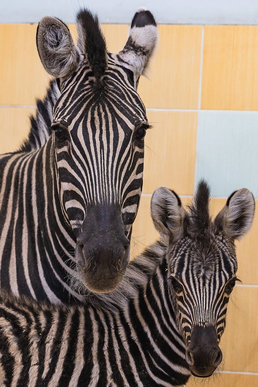 Striped addition - zebra, Young, Roev Creek, Krasnoyarsk, Wild animals, Zoo, Ungulates, Odd-toed ungulates, Telegram (link), Longpost