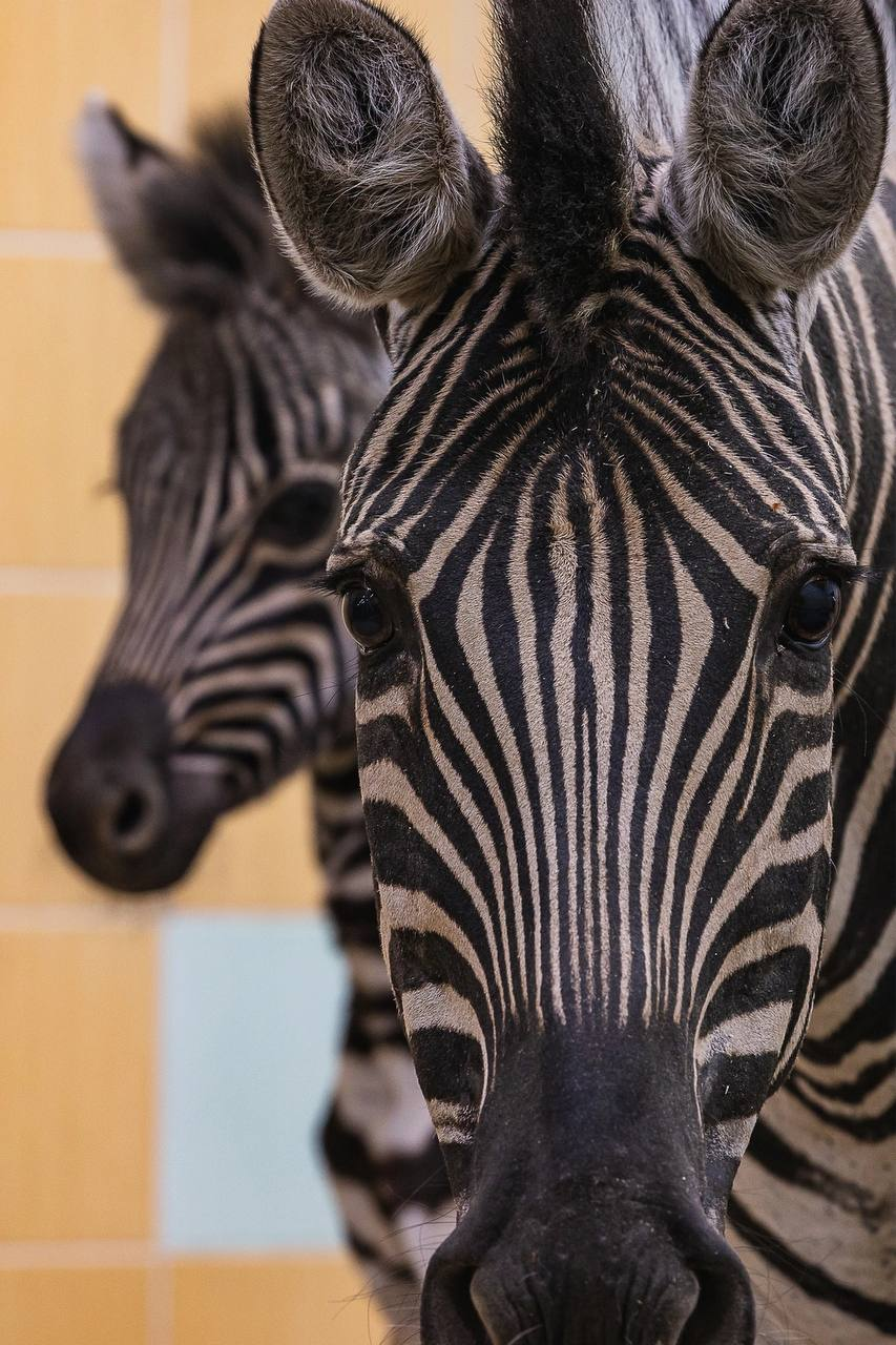 Striped addition - zebra, Young, Roev Creek, Krasnoyarsk, Wild animals, Zoo, Ungulates, Odd-toed ungulates, Telegram (link), Longpost