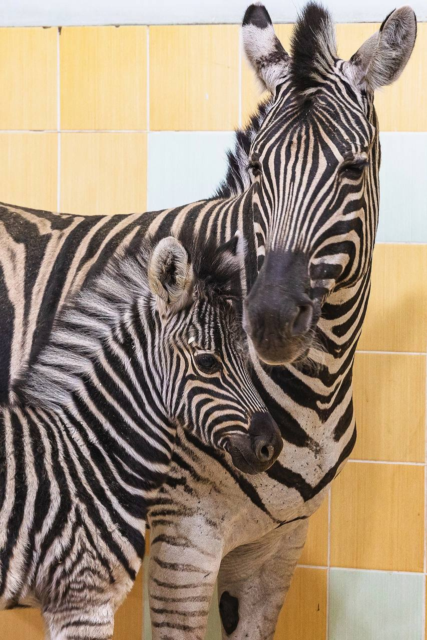 Striped addition - zebra, Young, Roev Creek, Krasnoyarsk, Wild animals, Zoo, Ungulates, Odd-toed ungulates, Telegram (link), Longpost