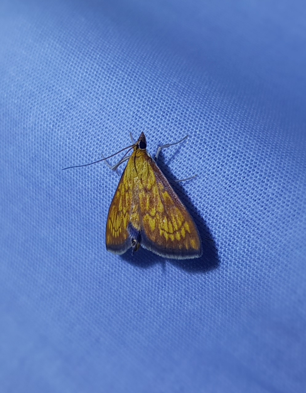 My fourth hunt. End - My, Light, Informative, Entomology, Butterfly, Butterfly, Night, Macro photography, Lepidopterology, Insects, The ways, Hunting, Longpost