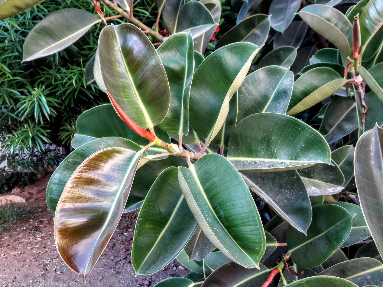 Ficus elastica - My, Plants, Entertaining botany, Botany, Ficus, Botmuseum, Botanical Museum, Botanical Museum of the Botanical Institute of the Russian Academy of Sciences, Caoutchouc, Longpost