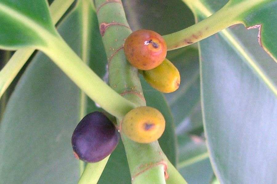 Ficus elastica - My, Plants, Entertaining botany, Botany, Ficus, Botmuseum, Botanical Museum, Botanical Museum of the Botanical Institute of the Russian Academy of Sciences, Caoutchouc, Longpost