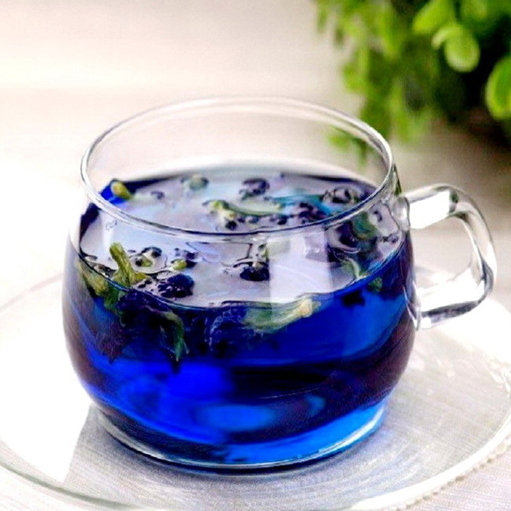 Blue tea - My, Plants, Bloom, Botany, Entertaining botany, Blue Tea, clitoria, Botmuseum, Botanical Museum of the Botanical Institute of the Russian Academy of Sciences, Botanical Museum, Longpost