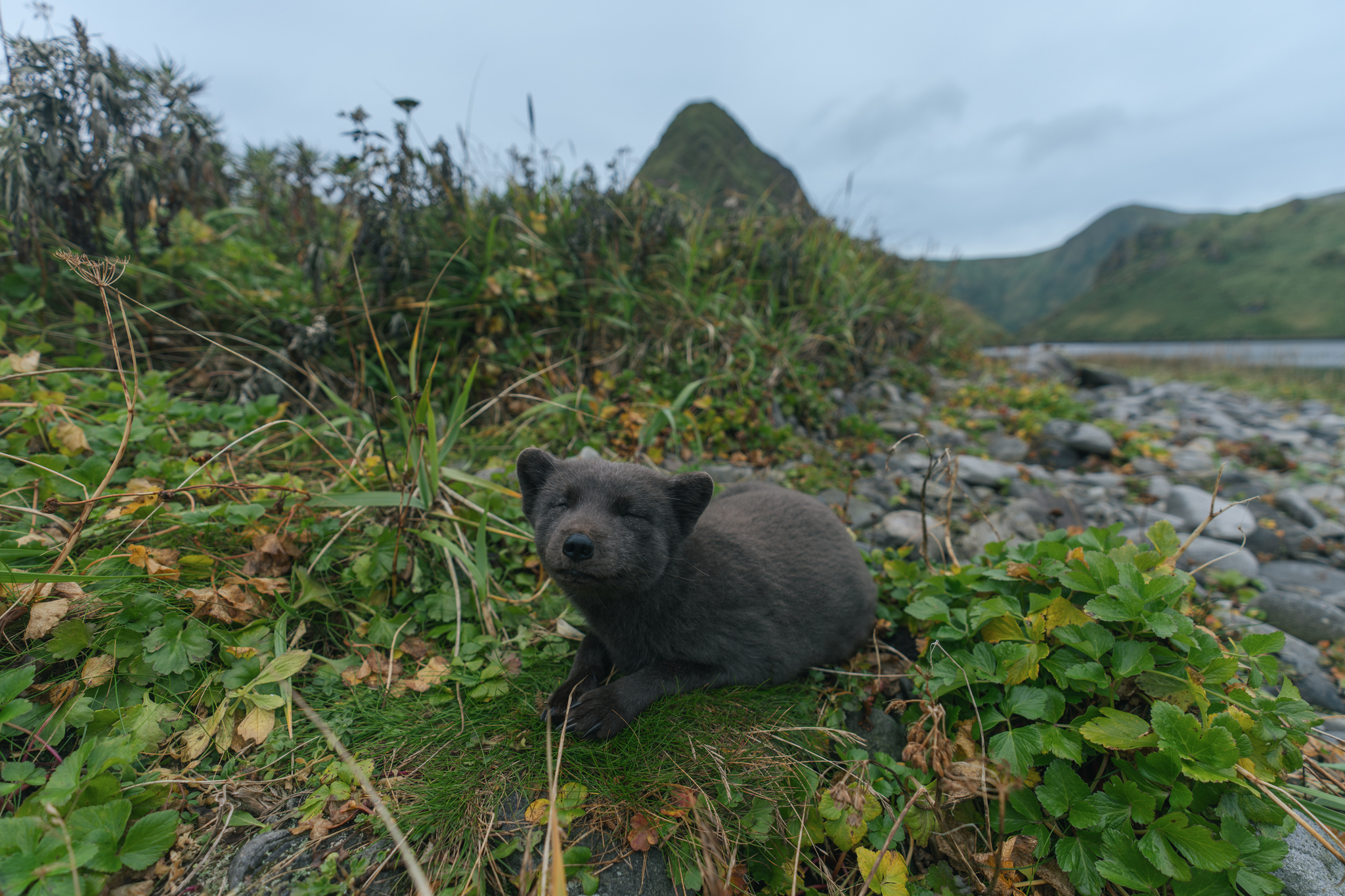 Arctic Fox from Skull Island - Travels, Animals, Kurile Islands, Nature, Travel across Russia, Дальний Восток, The nature of Russia, Tourism, Arctic fox, Island, Telegram (link)