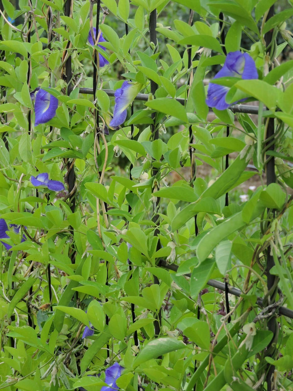 Blue tea - My, Plants, Bloom, Botany, Entertaining botany, Blue Tea, clitoria, Botmuseum, Botanical Museum of the Botanical Institute of the Russian Academy of Sciences, Botanical Museum, Longpost