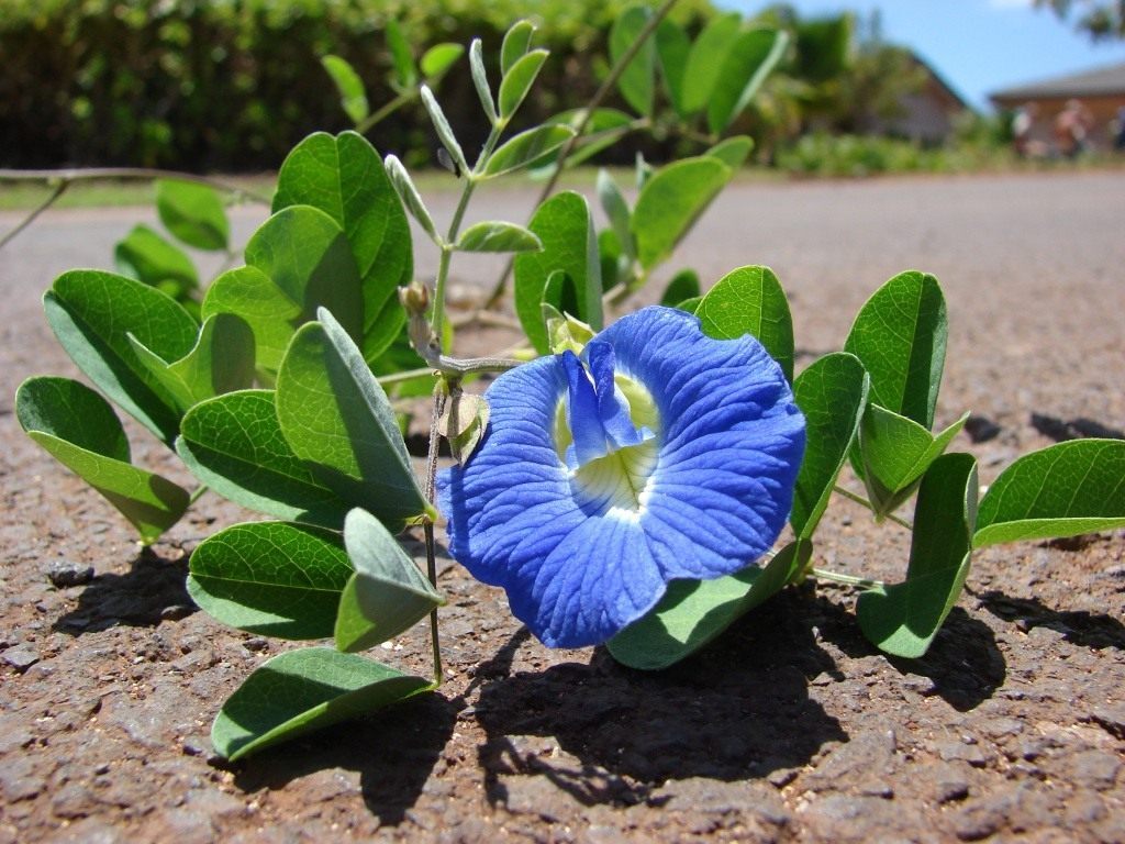 Blue tea - My, Plants, Bloom, Botany, Entertaining botany, Blue Tea, clitoria, Botmuseum, Botanical Museum of the Botanical Institute of the Russian Academy of Sciences, Botanical Museum, Longpost