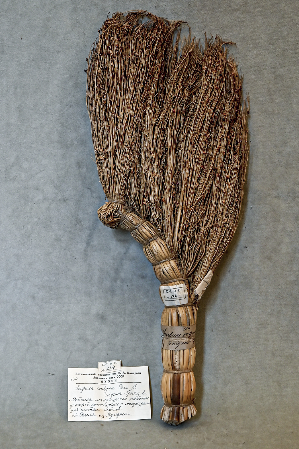 Where do brooms come from? - My, Plants, Botany, Entertaining botany, Broom, Sorghum, Botmuseum, Botanical Museum of the Botanical Institute of the Russian Academy of Sciences, Botanical Museum, Longpost