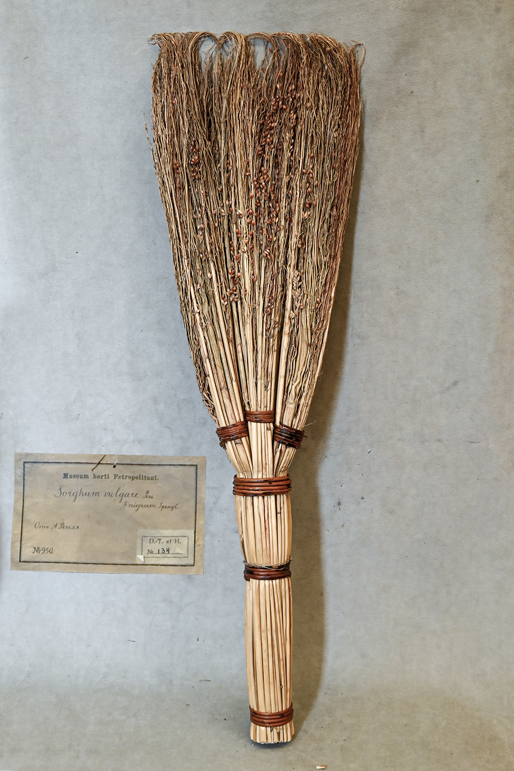 Where do brooms come from? - My, Plants, Botany, Entertaining botany, Broom, Sorghum, Botmuseum, Botanical Museum of the Botanical Institute of the Russian Academy of Sciences, Botanical Museum, Longpost