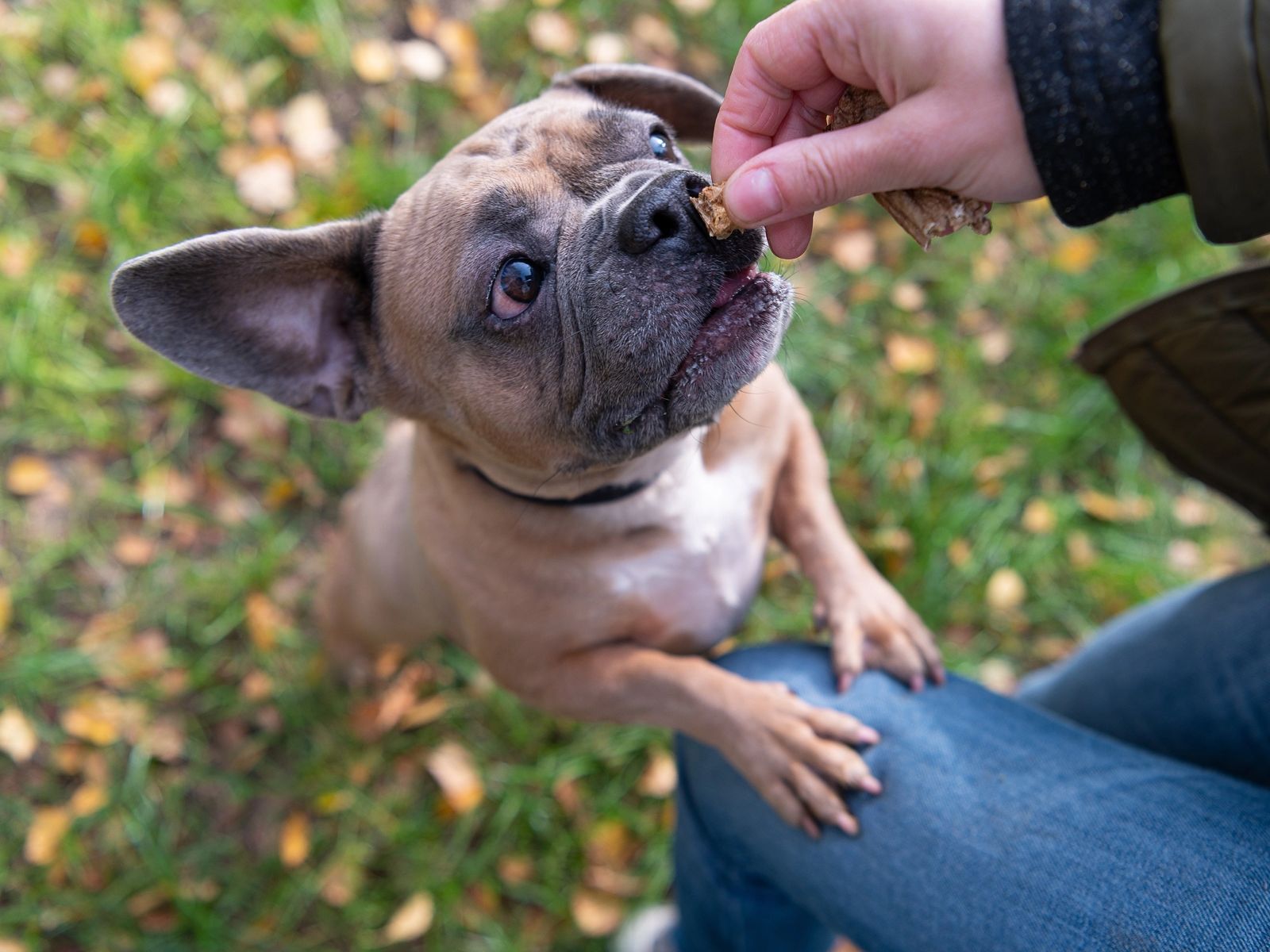 Photo of Mossy with her new parents. And another sufferer who has been sitting in the same hotel for 3 months already - My, Dog, French Bulldog, Longpost