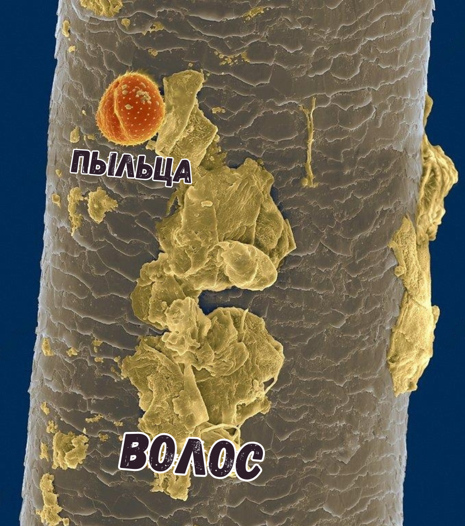 Sizes of viruses (bacteriophages) - visual - My, Biology, Nauchpop, The science, Research, Longpost