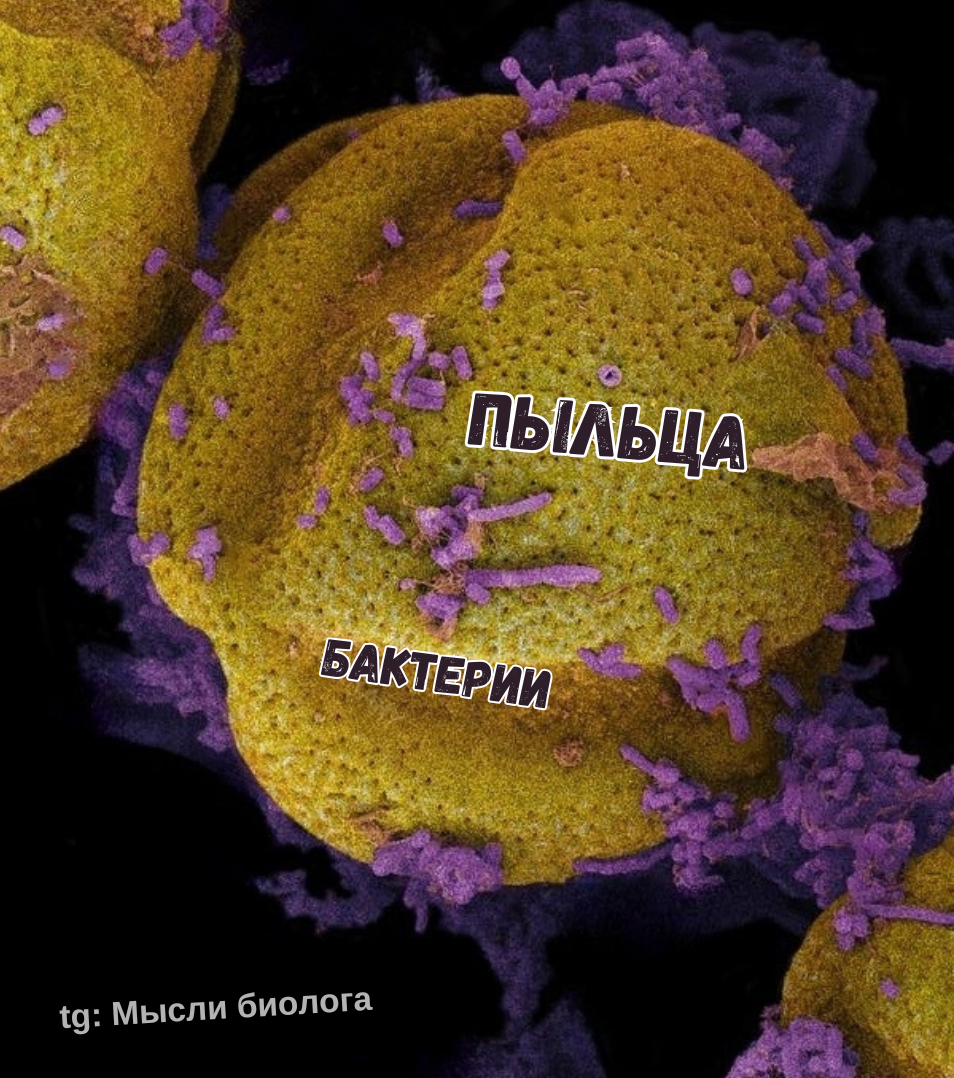 Sizes of viruses (bacteriophages) - visual - My, Biology, Nauchpop, The science, Research, Longpost