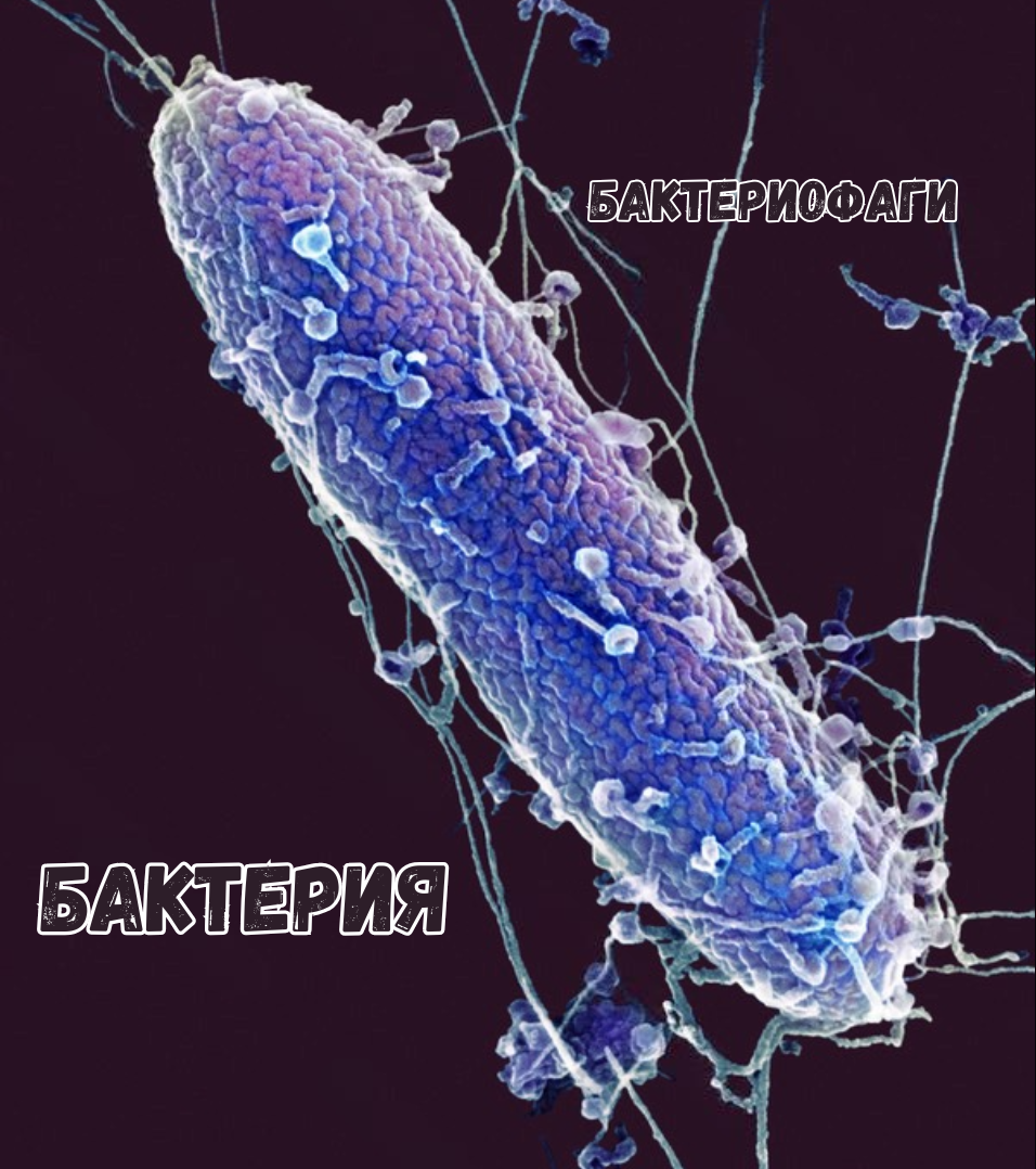 Sizes of viruses (bacteriophages) - visual - My, Biology, Nauchpop, The science, Research, Longpost