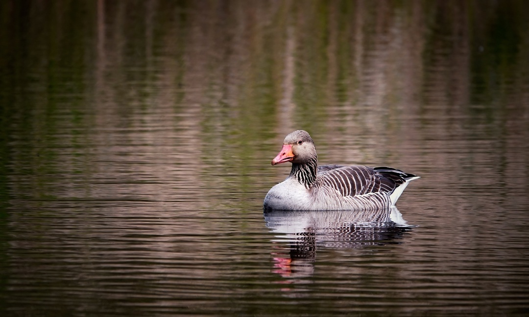 Goose - My, The photo, Netherlands (Holland), Nature, Birds