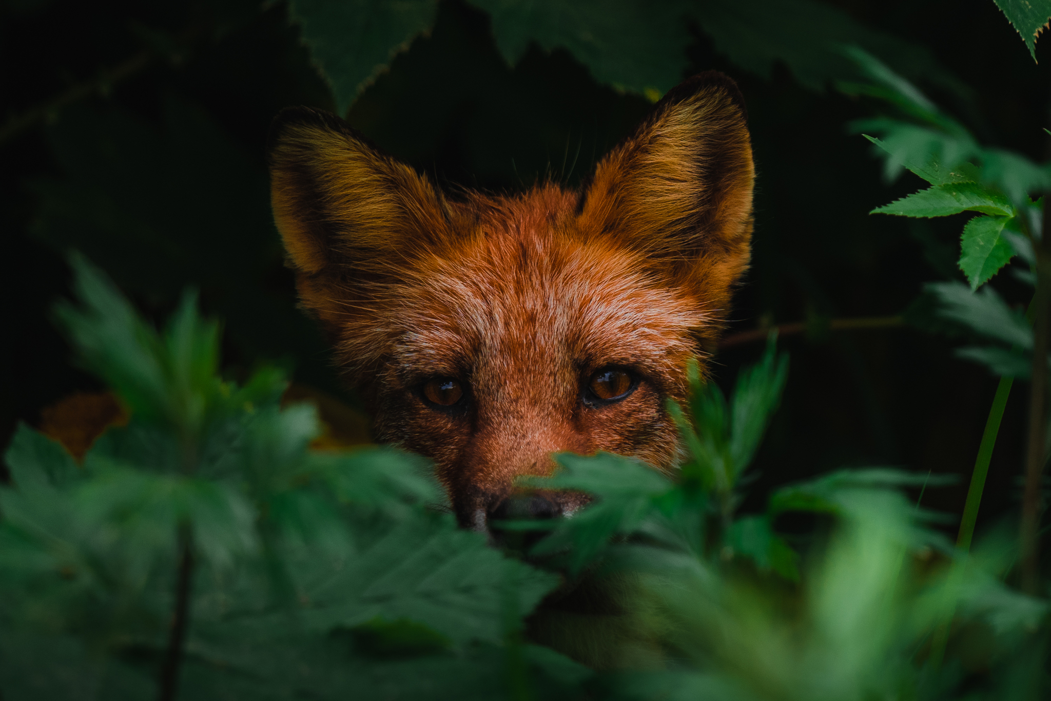 I pooped while looking the fox in the eyes! - My, Story, Fight for survival, Fox, The nature of Russia, Nature, Crypistory competition, Travel across Russia, Travels, Дальний Восток, Tourism, Animals