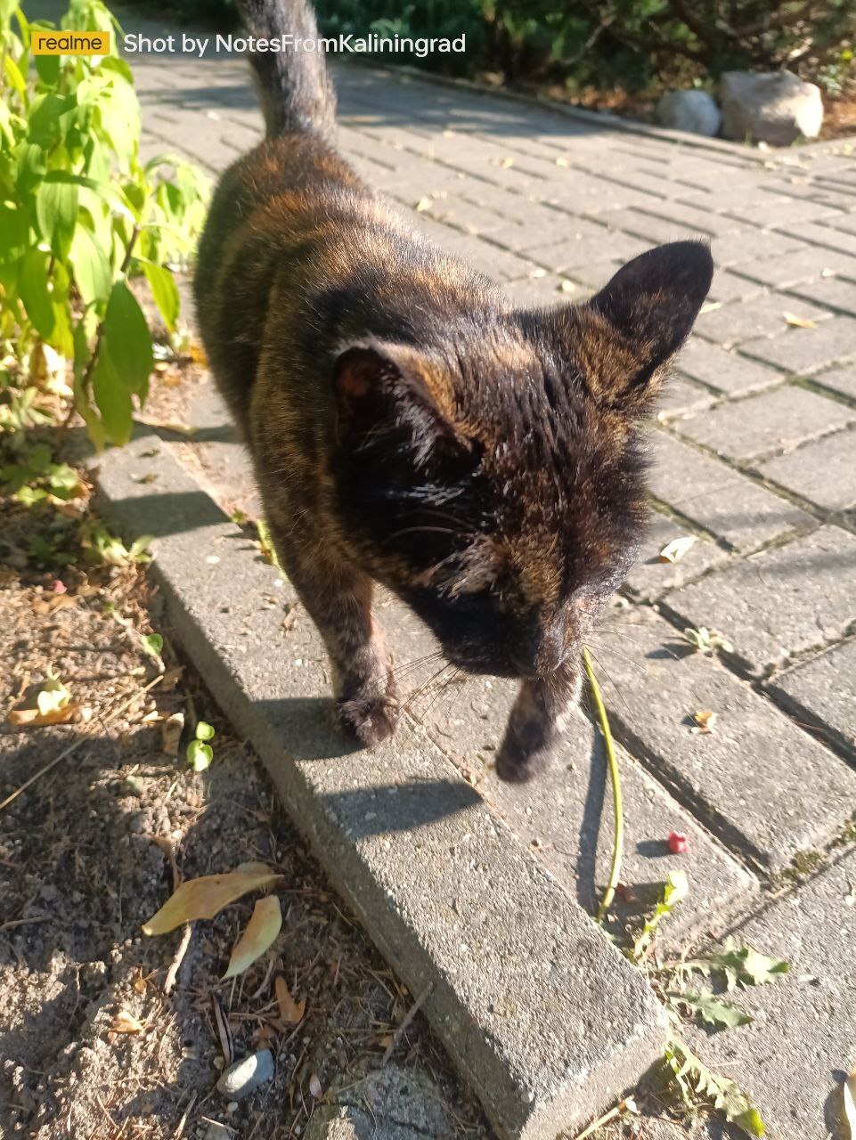 City beauties - My, cat, Kaliningrad, City walk, Fluffy, Pet the cat, Kaliningrad region, Street photography, The photo, Longpost