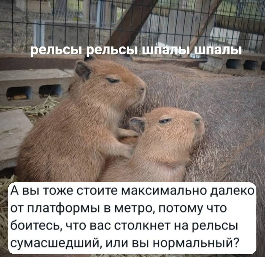 Do you have such a phobia in your collection? - Moscow, Moscow region, Capybara, Question, Urban crazy, Crazy, Normal, Fine, Metro, Moscow Metro, Rails, Sleepers, Public transport, Phobia, Repeat, Picture with text