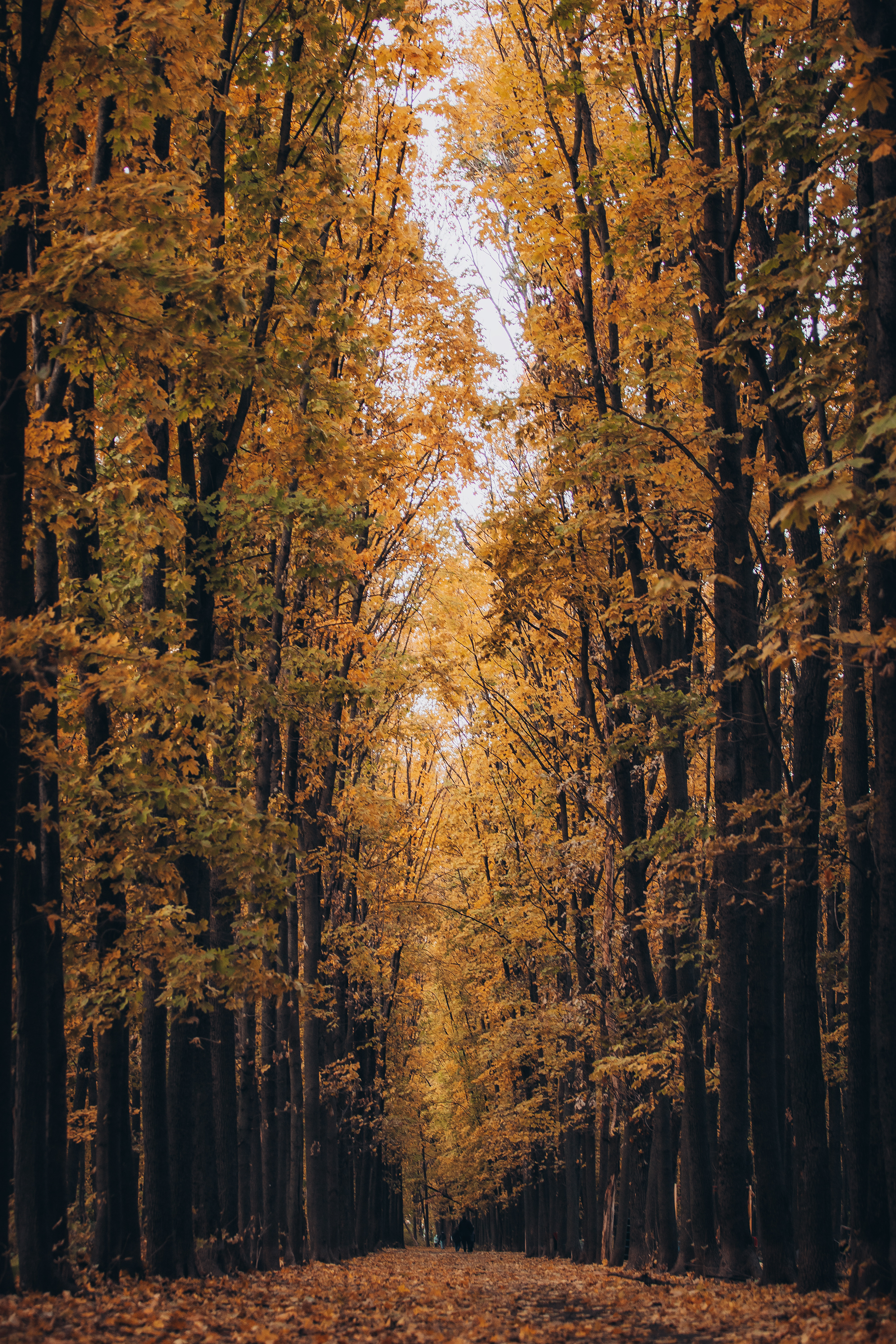 Golden autumn - My, Autumn, Maple, Rostov-on-Don, Nature, The photo, Landscape