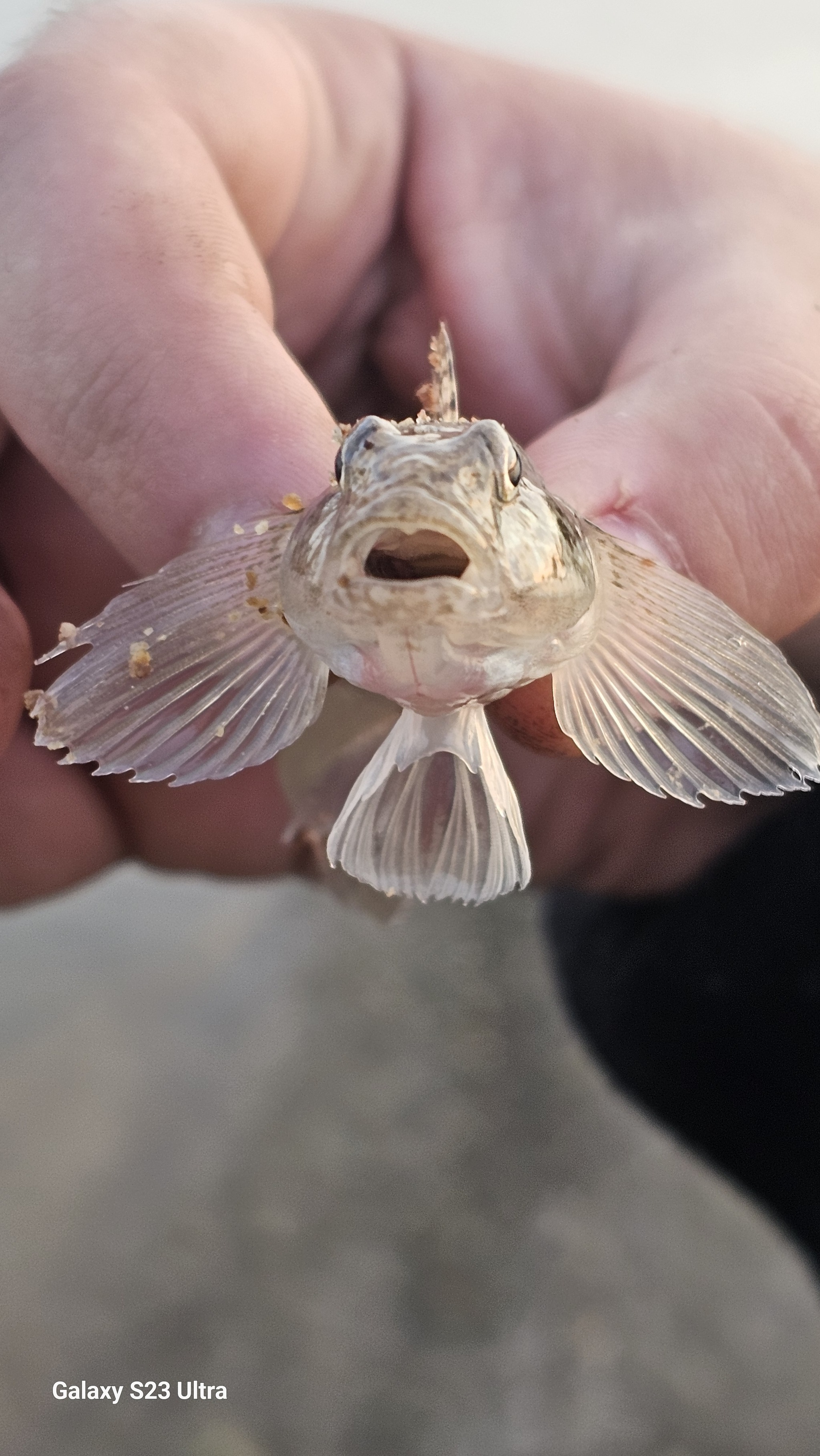 Bychechek - My, Fishing, A fish, Goby, Crimea