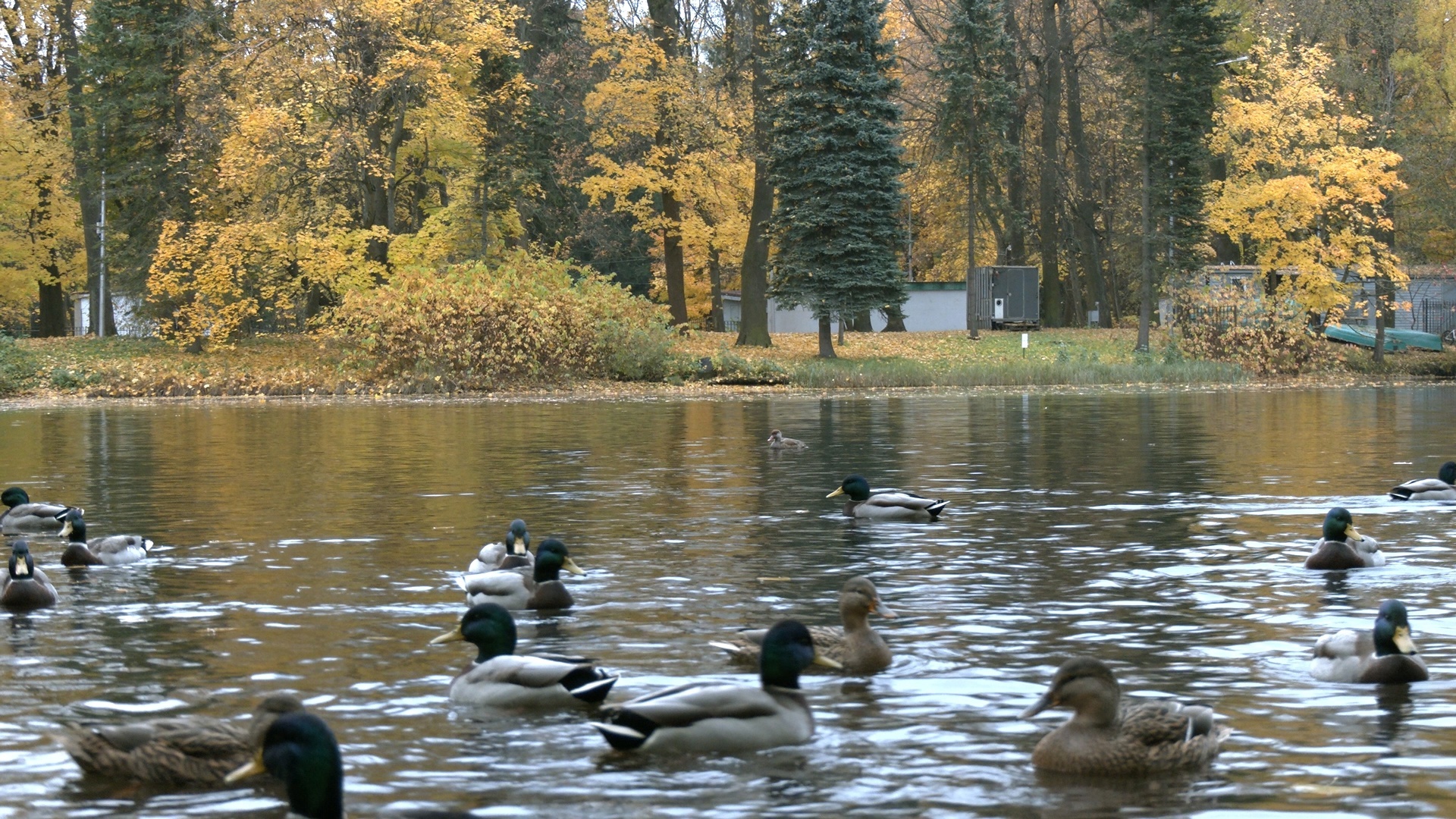 A guest with a red nose has appeared in St. Petersburg! Do you think it's Father Frost? Nothing of the sort! - My, The nature of Russia, Diving, Duck, Pavel Glazkov, Each creature has a pair, Saint Petersburg, Video, Video VK, Longpost