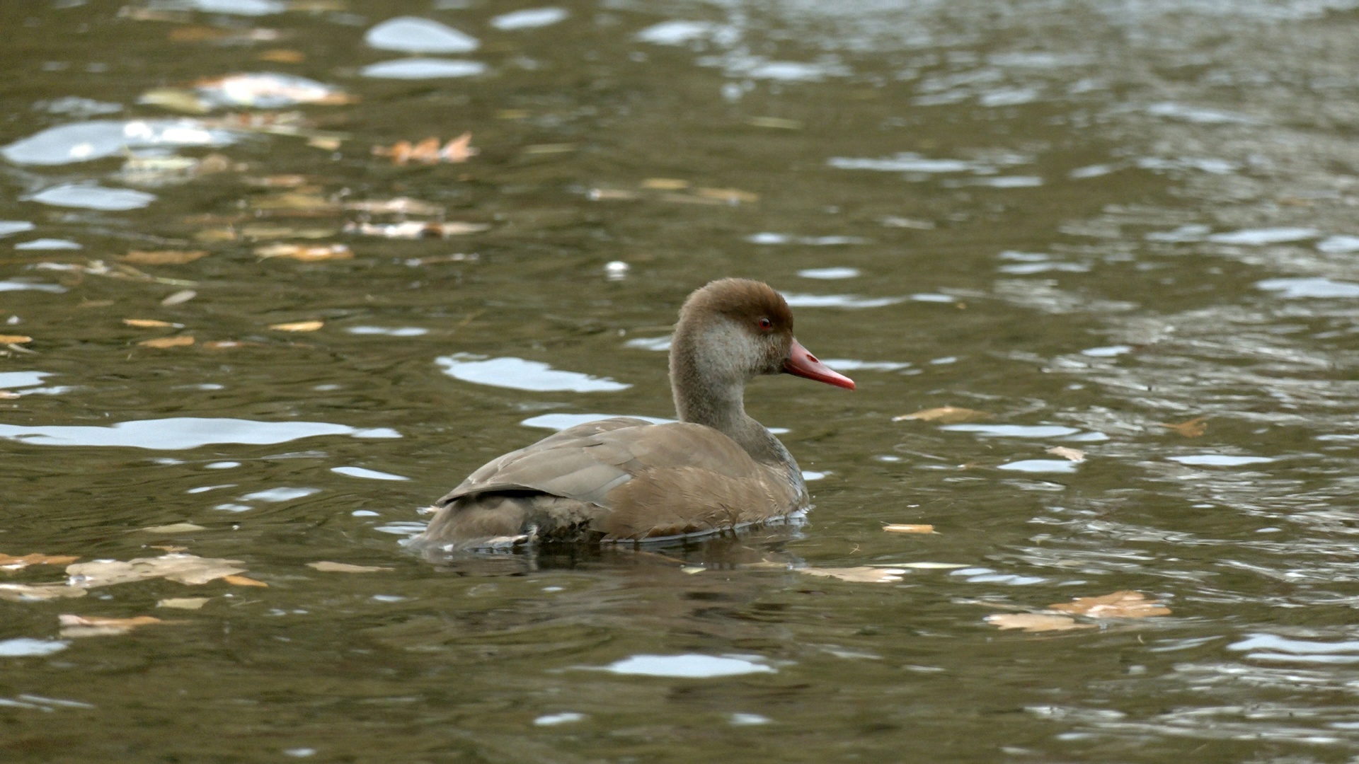 A guest with a red nose has appeared in St. Petersburg! Do you think it's Father Frost? Nothing of the sort! - My, The nature of Russia, Diving, Duck, Pavel Glazkov, Each creature has a pair, Saint Petersburg, Video, Video VK, Longpost