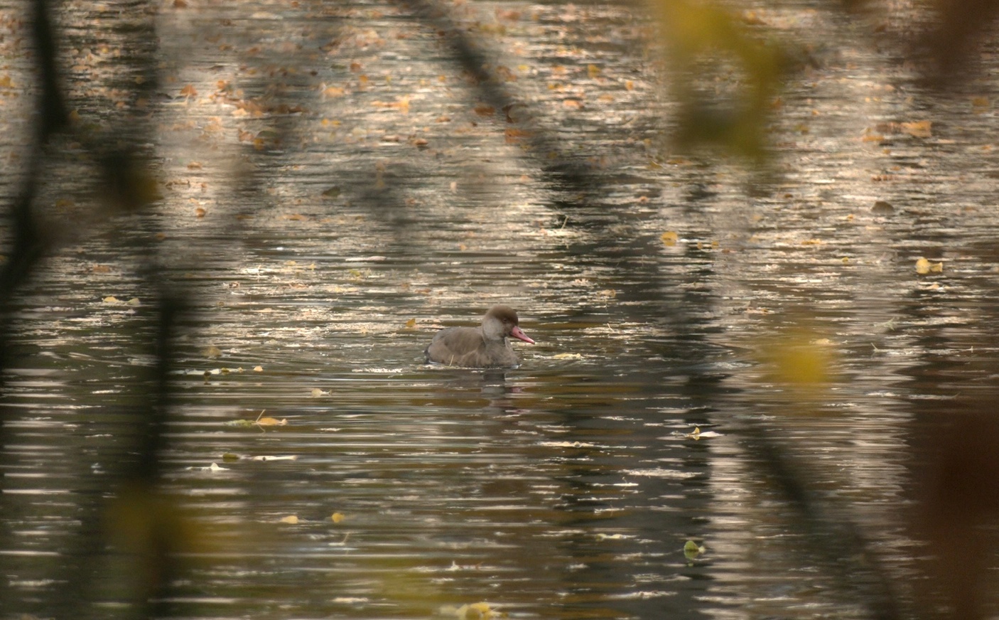 A guest with a red nose has appeared in St. Petersburg! Do you think it's Father Frost? Nothing of the sort! - My, The nature of Russia, Diving, Duck, Pavel Glazkov, Each creature has a pair, Saint Petersburg, Video, Video VK, Longpost