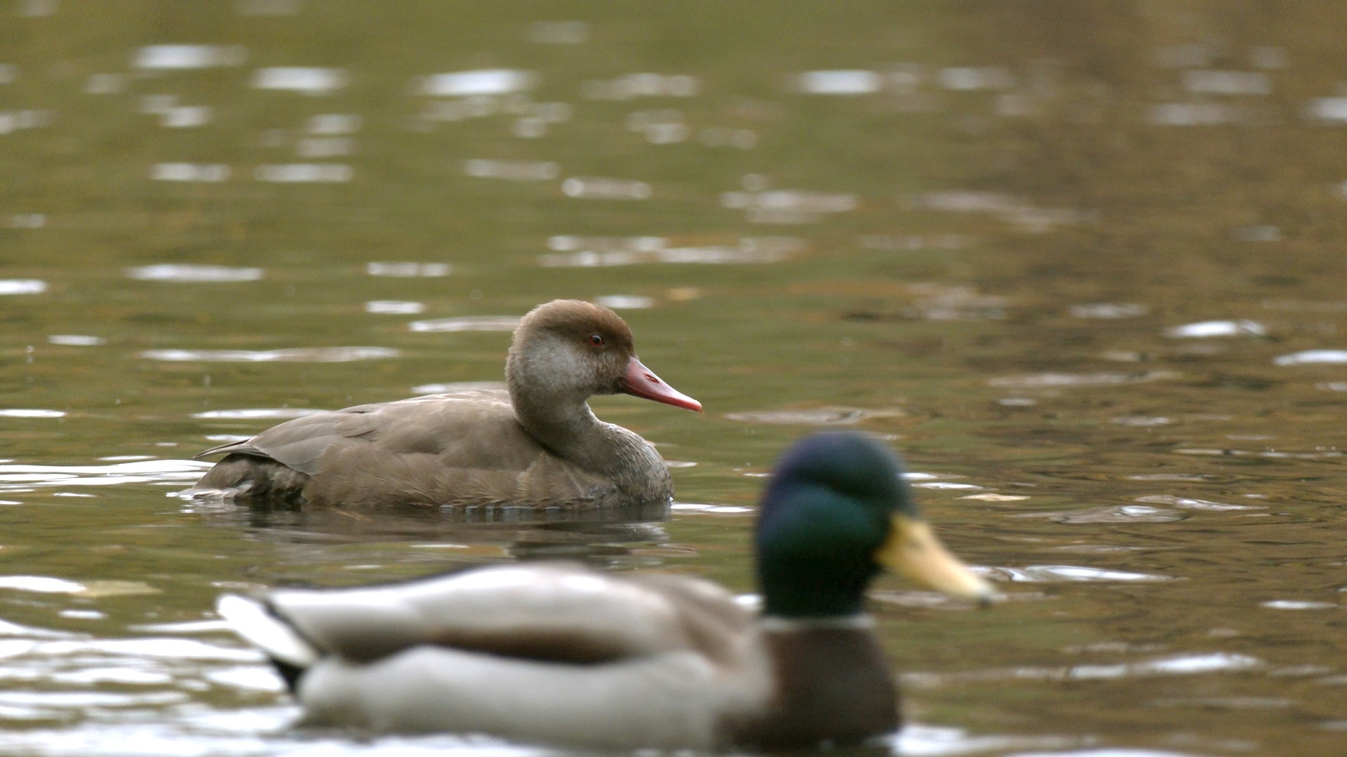 A guest with a red nose has appeared in St. Petersburg! Do you think it's Father Frost? Nothing of the sort! - My, The nature of Russia, Diving, Duck, Pavel Glazkov, Each creature has a pair, Saint Petersburg, Video, Video VK, Longpost