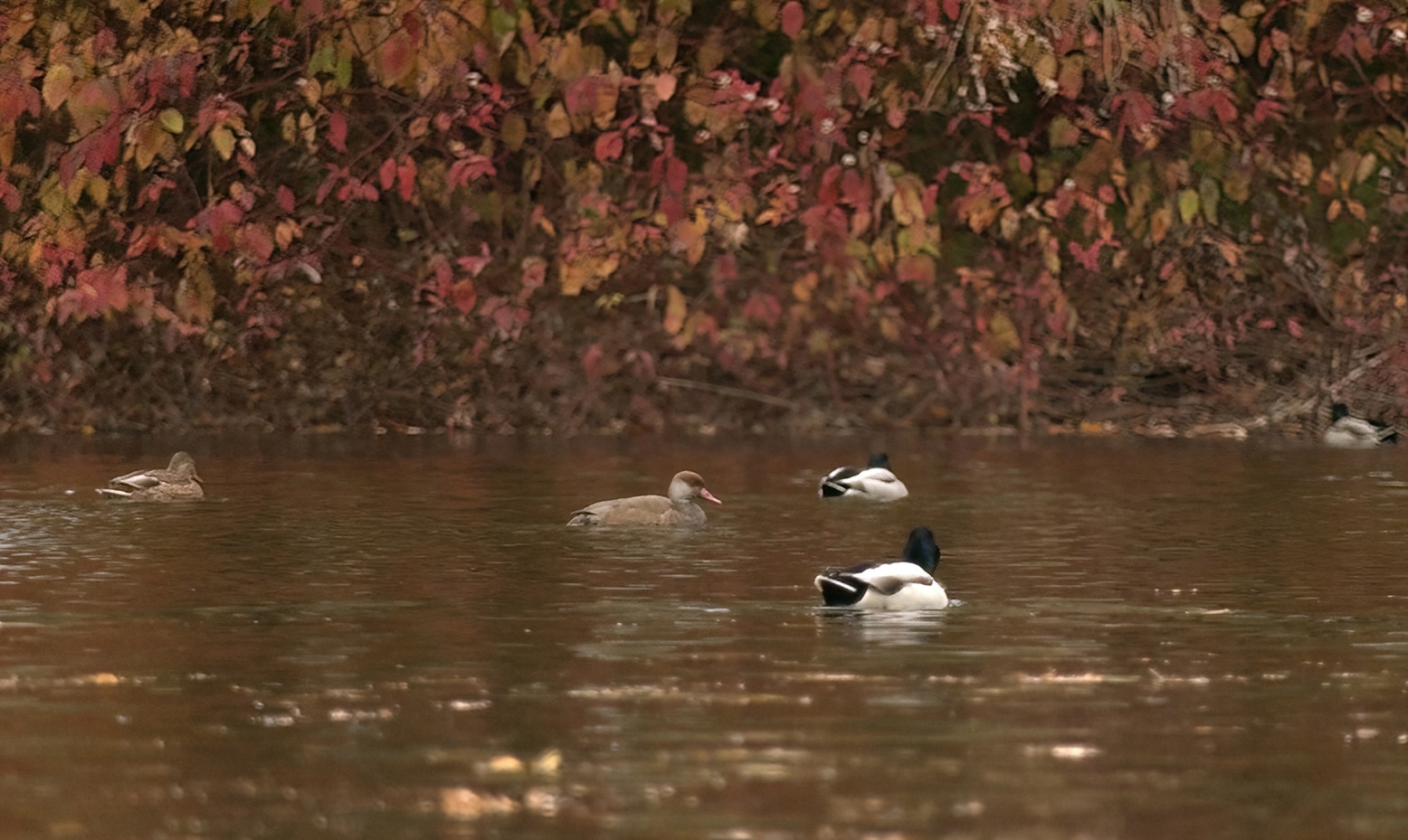 A guest with a red nose has appeared in St. Petersburg! Do you think it's Father Frost? Nothing of the sort! - My, The nature of Russia, Diving, Duck, Pavel Glazkov, Each creature has a pair, Saint Petersburg, Video, Video VK, Longpost