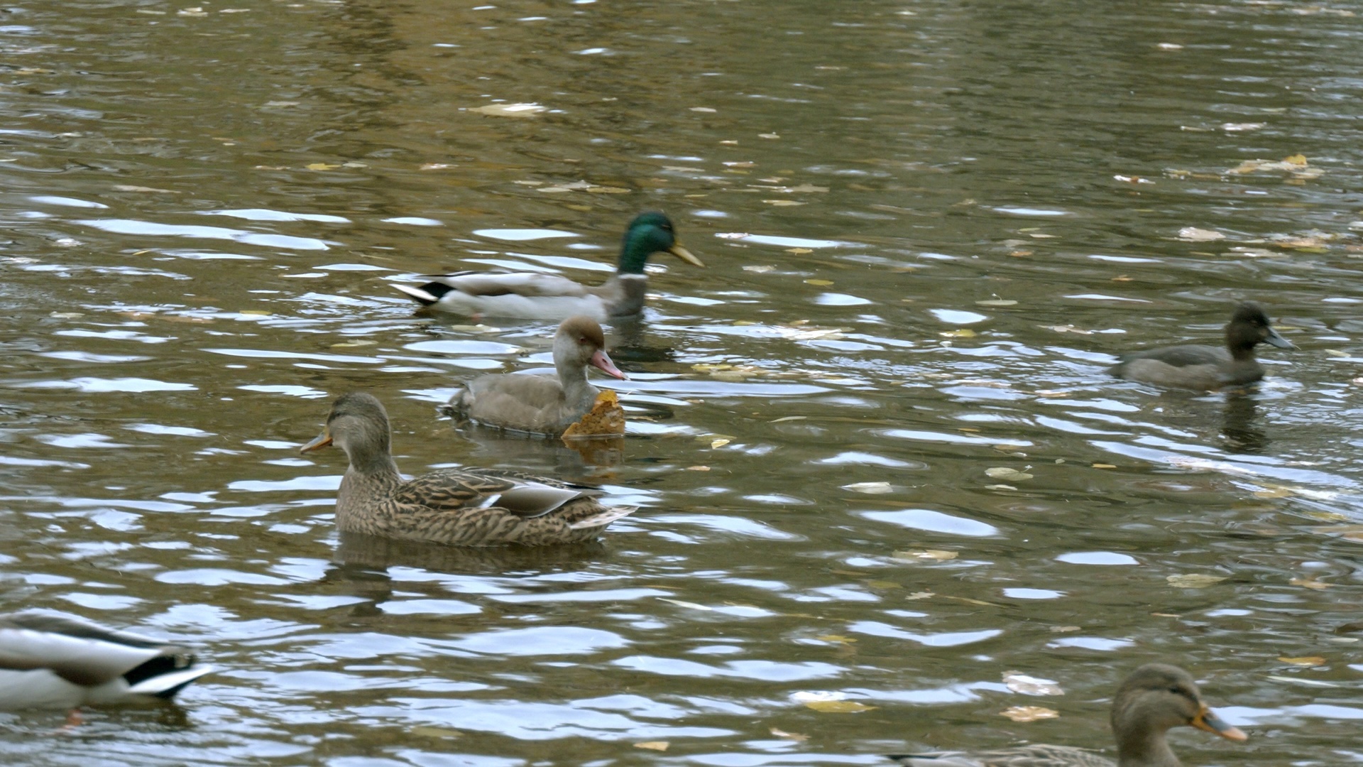 A guest with a red nose has appeared in St. Petersburg! Do you think it's Father Frost? Nothing of the sort! - My, The nature of Russia, Diving, Duck, Pavel Glazkov, Each creature has a pair, Saint Petersburg, Video, Video VK, Longpost