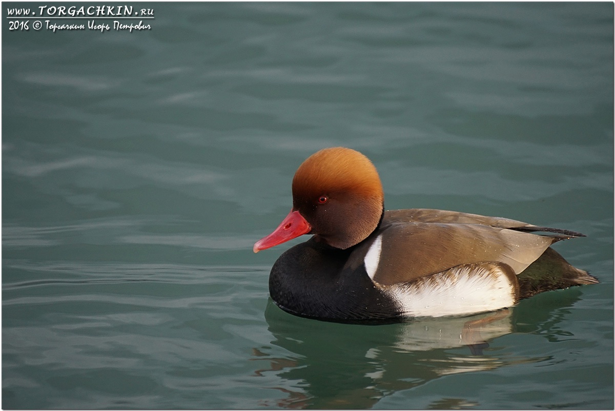 A guest with a red nose has appeared in St. Petersburg! Do you think it's Father Frost? Nothing of the sort! - My, The nature of Russia, Diving, Duck, Pavel Glazkov, Each creature has a pair, Saint Petersburg, Video, Video VK, Longpost