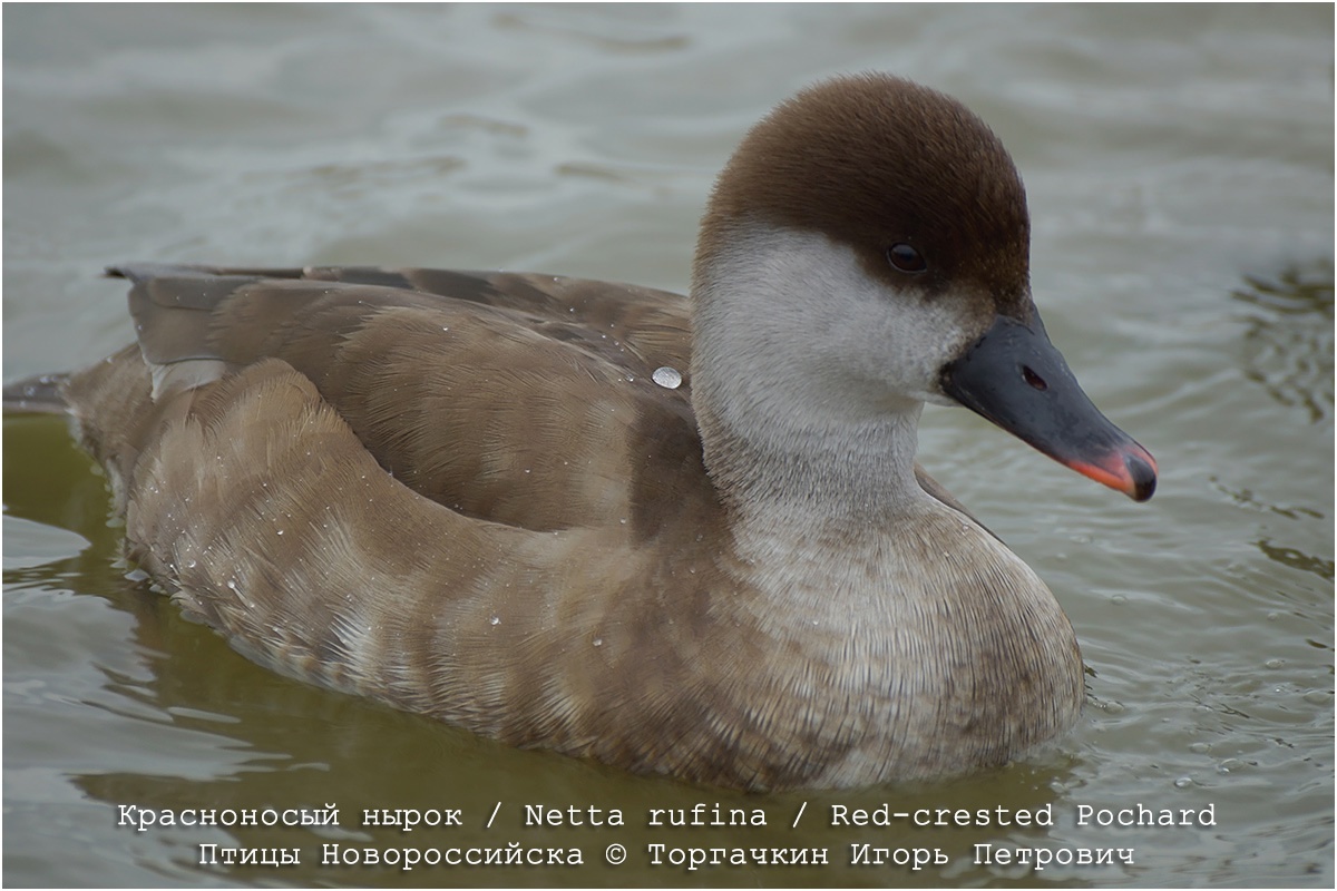 A guest with a red nose has appeared in St. Petersburg! Do you think it's Father Frost? Nothing of the sort! - My, The nature of Russia, Diving, Duck, Pavel Glazkov, Each creature has a pair, Saint Petersburg, Video, Video VK, Longpost