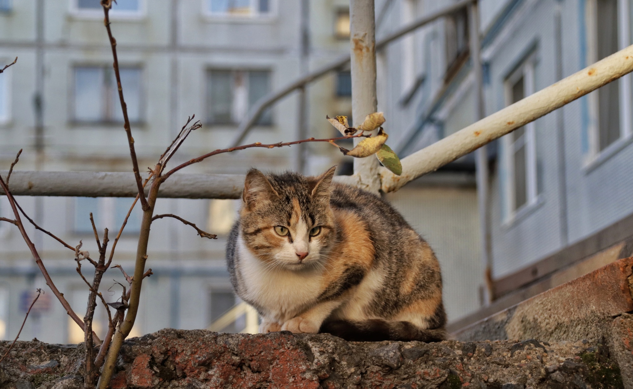 Коты и кошки (9) - Моё, Кот, Гаджиево, Октябрь, Осень, Длиннопост, Фотография