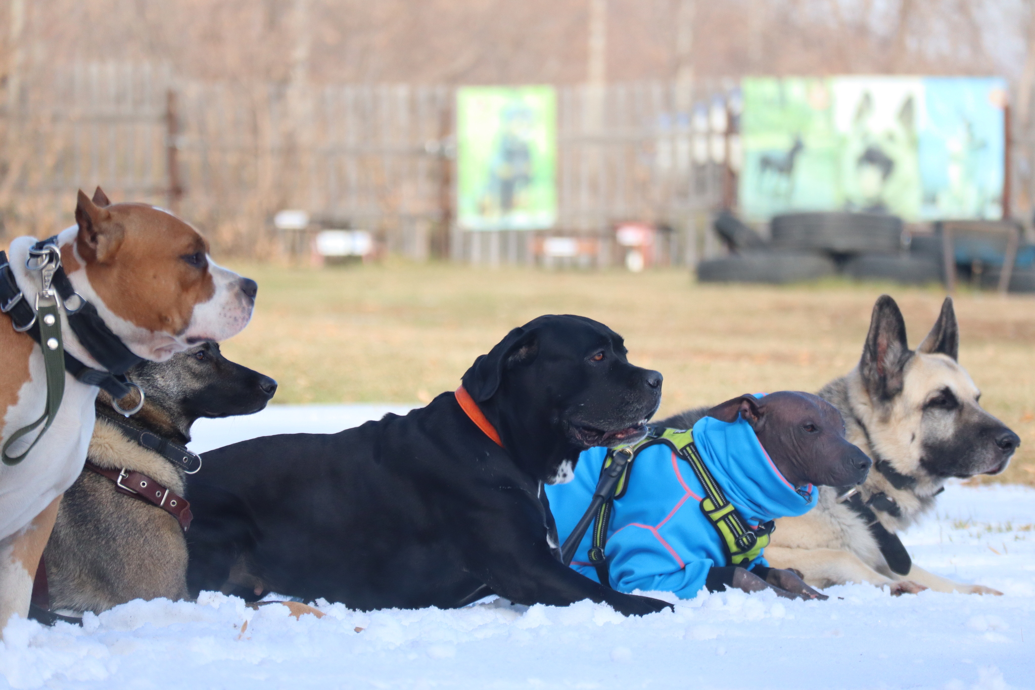 Dog training in Omsk - OCSSSS 19 - 10 - 2024 - Dog, Puppies, Omsk, Training, Dog lovers, Friend, Care, Г“Г±Г±Г±, Kindness, Friends, Longpost