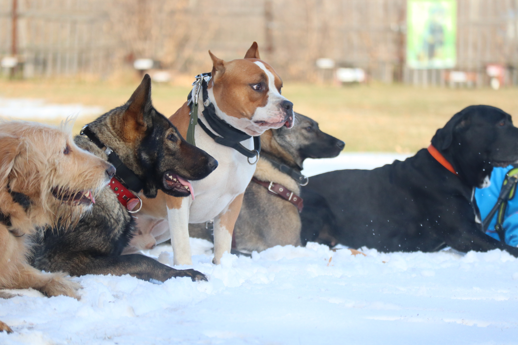 Dog training in Omsk - OCSSSS 19 - 10 - 2024 - Dog, Puppies, Omsk, Training, Dog lovers, Friend, Care, Г“Г±Г±Г±, Kindness, Friends, Longpost