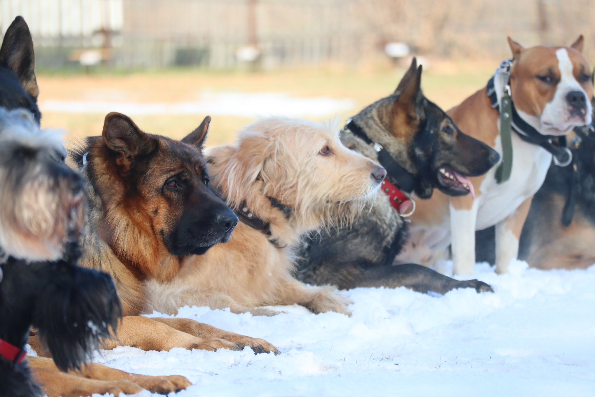 Dog training in Omsk - OCSSSS 19 - 10 - 2024 - Dog, Puppies, Omsk, Training, Dog lovers, Friend, Care, Г“Г±Г±Г±, Kindness, Friends, Longpost