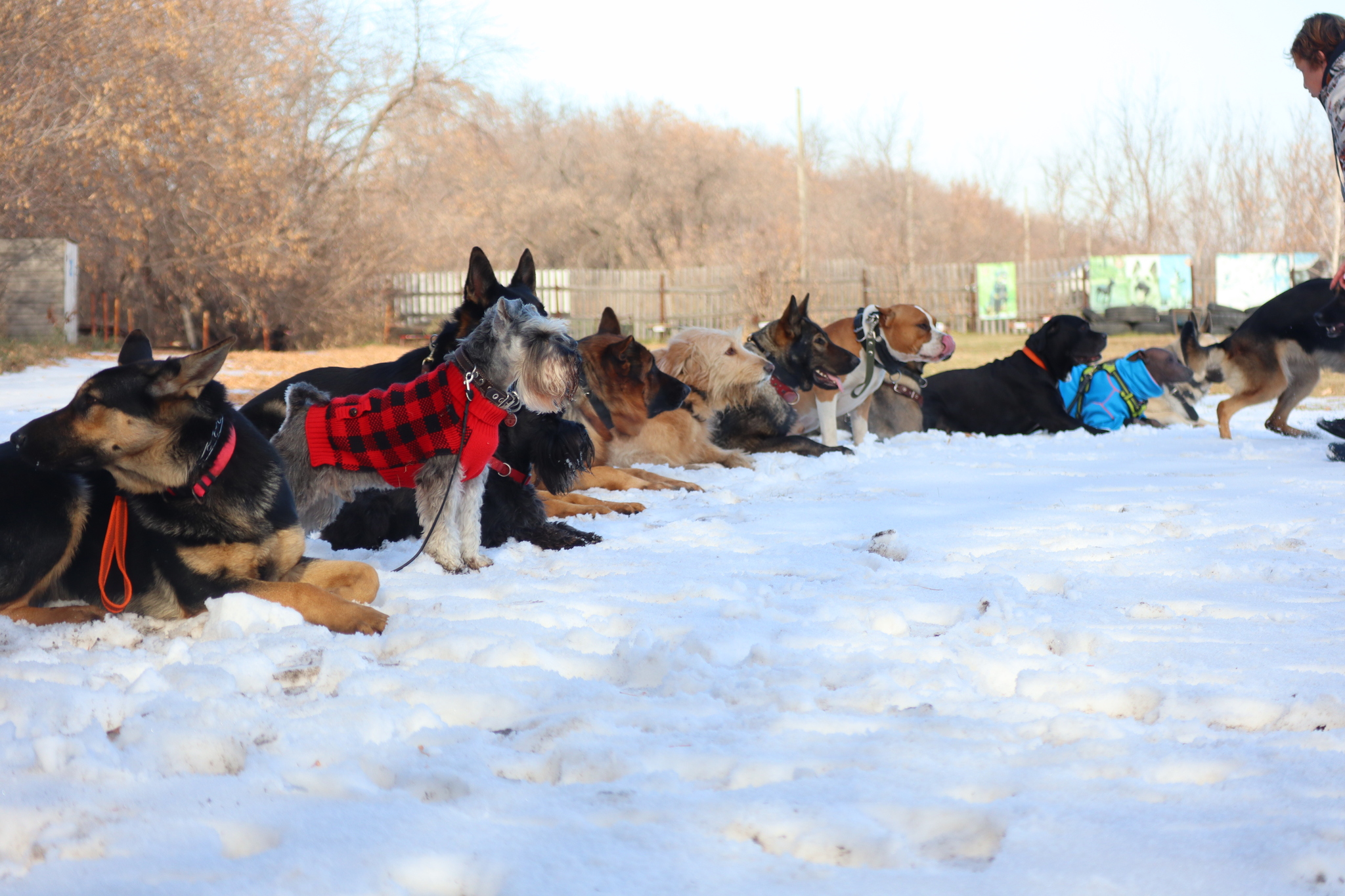 Dog training in Omsk - OCSSSS 19 - 10 - 2024 - Dog, Puppies, Omsk, Training, Dog lovers, Friend, Care, Г“Г±Г±Г±, Kindness, Friends, Longpost