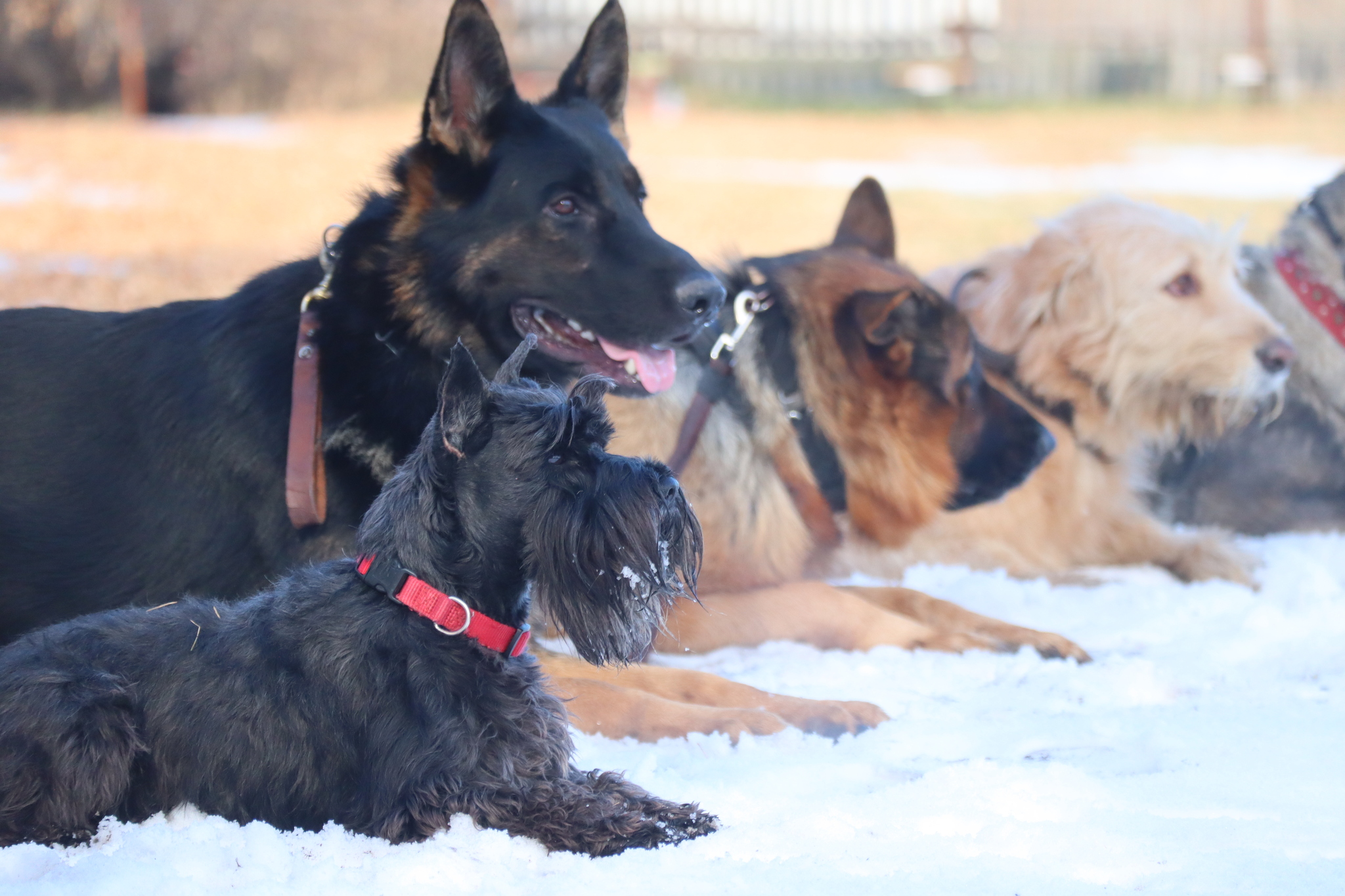 Dog training in Omsk - OCSSSS 19 - 10 - 2024 - Dog, Puppies, Omsk, Training, Dog lovers, Friend, Care, Г“Г±Г±Г±, Kindness, Friends, Longpost