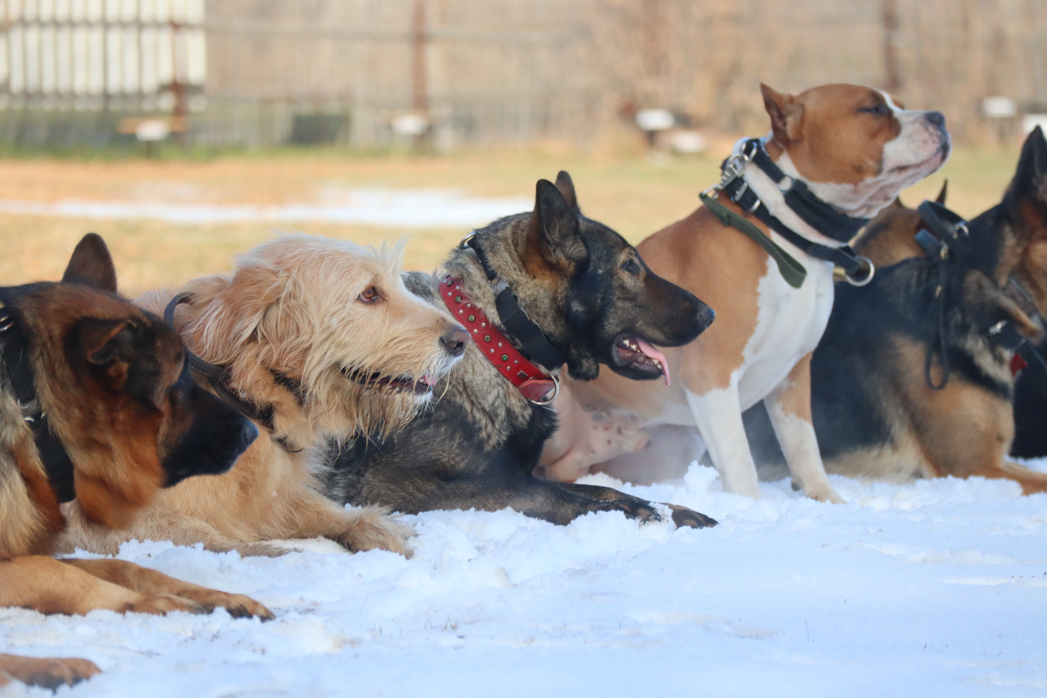 Dog training in Omsk - OCSSSS 19 - 10 - 2024 - Dog, Puppies, Omsk, Training, Dog lovers, Friend, Care, Г“Г±Г±Г±, Kindness, Friends, Longpost