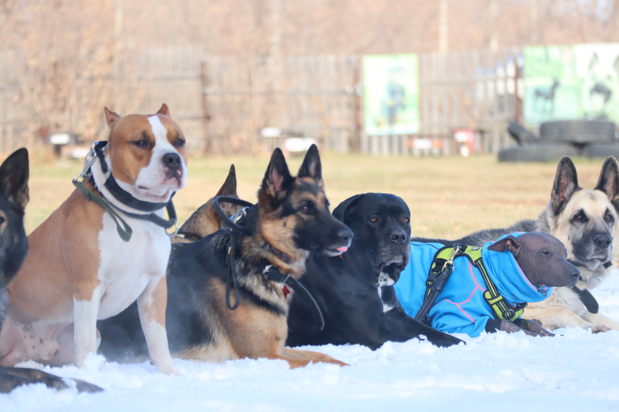 Dog training in Omsk - OCSSSS 19 - 10 - 2024 - Dog, Puppies, Omsk, Training, Dog lovers, Friend, Care, Г“Г±Г±Г±, Kindness, Friends, Longpost