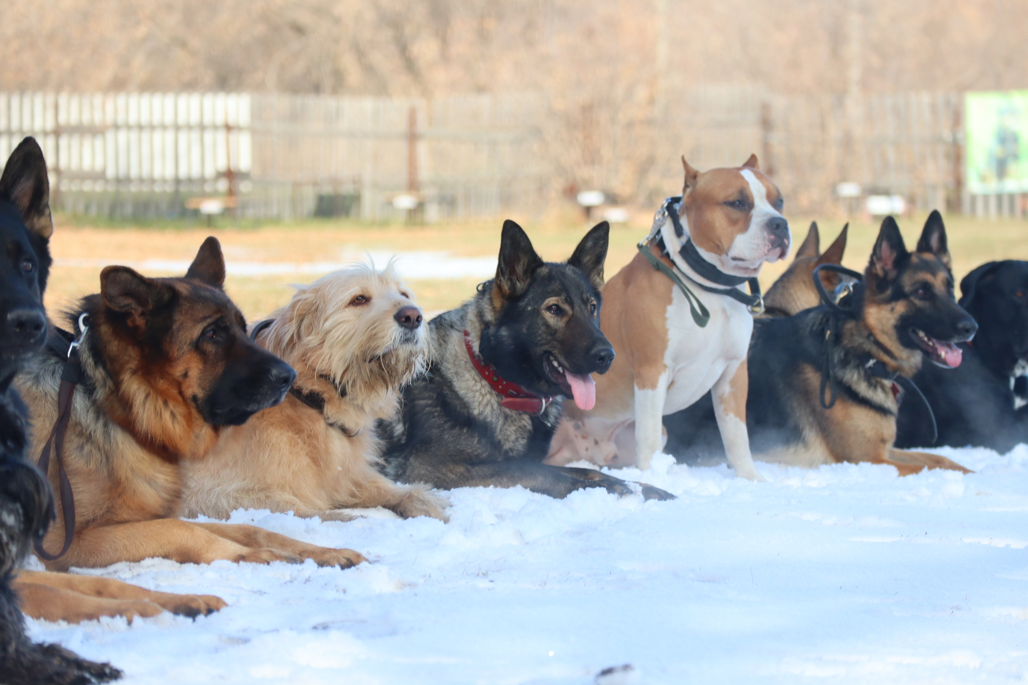 Dog training in Omsk - OCSSSS 19 - 10 - 2024 - Dog, Puppies, Omsk, Training, Dog lovers, Friend, Care, Г“Г±Г±Г±, Kindness, Friends, Longpost