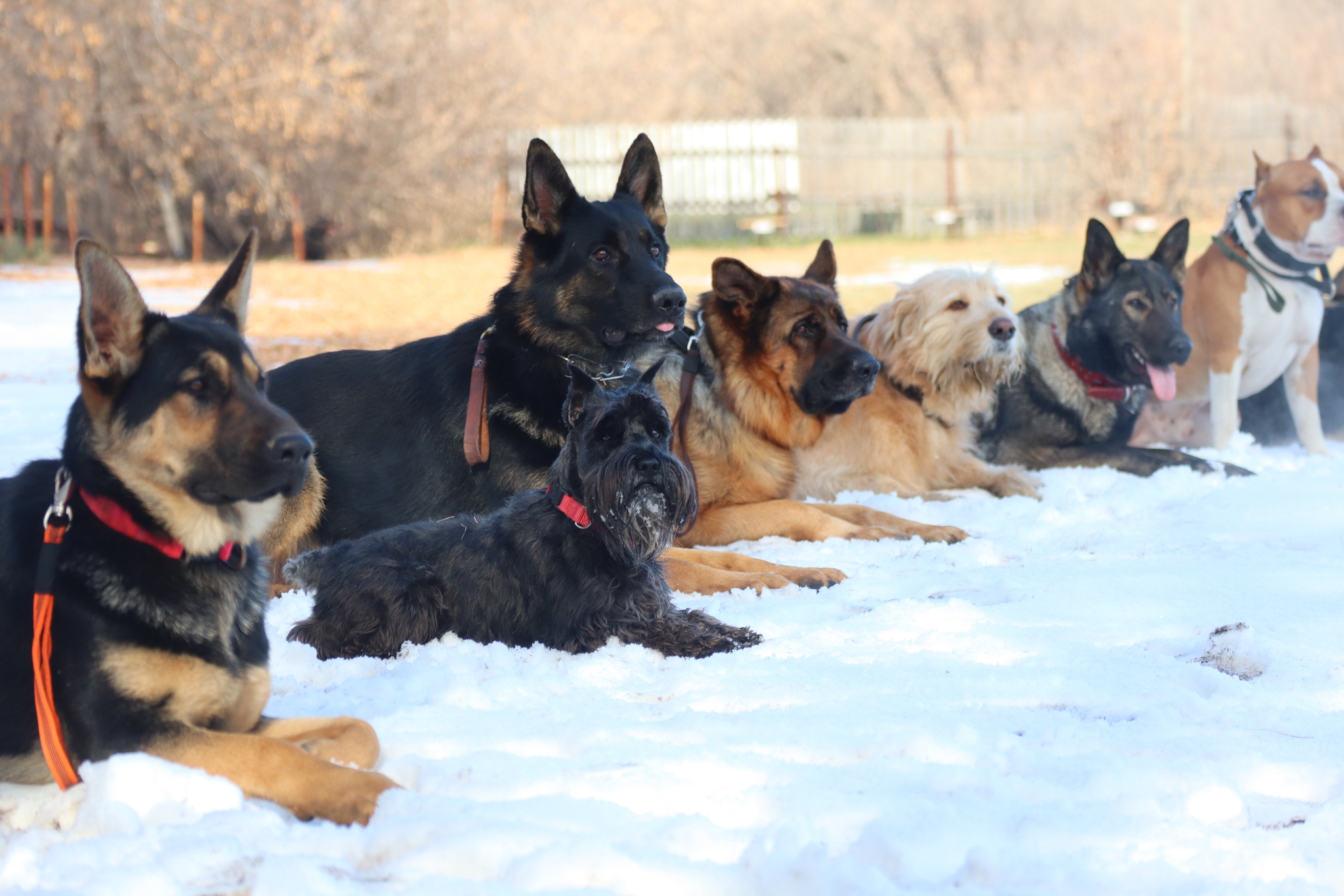 Dog training in Omsk - OCSSSS 19 - 10 - 2024 - Dog, Puppies, Omsk, Training, Dog lovers, Friend, Care, Г“Г±Г±Г±, Kindness, Friends, Longpost