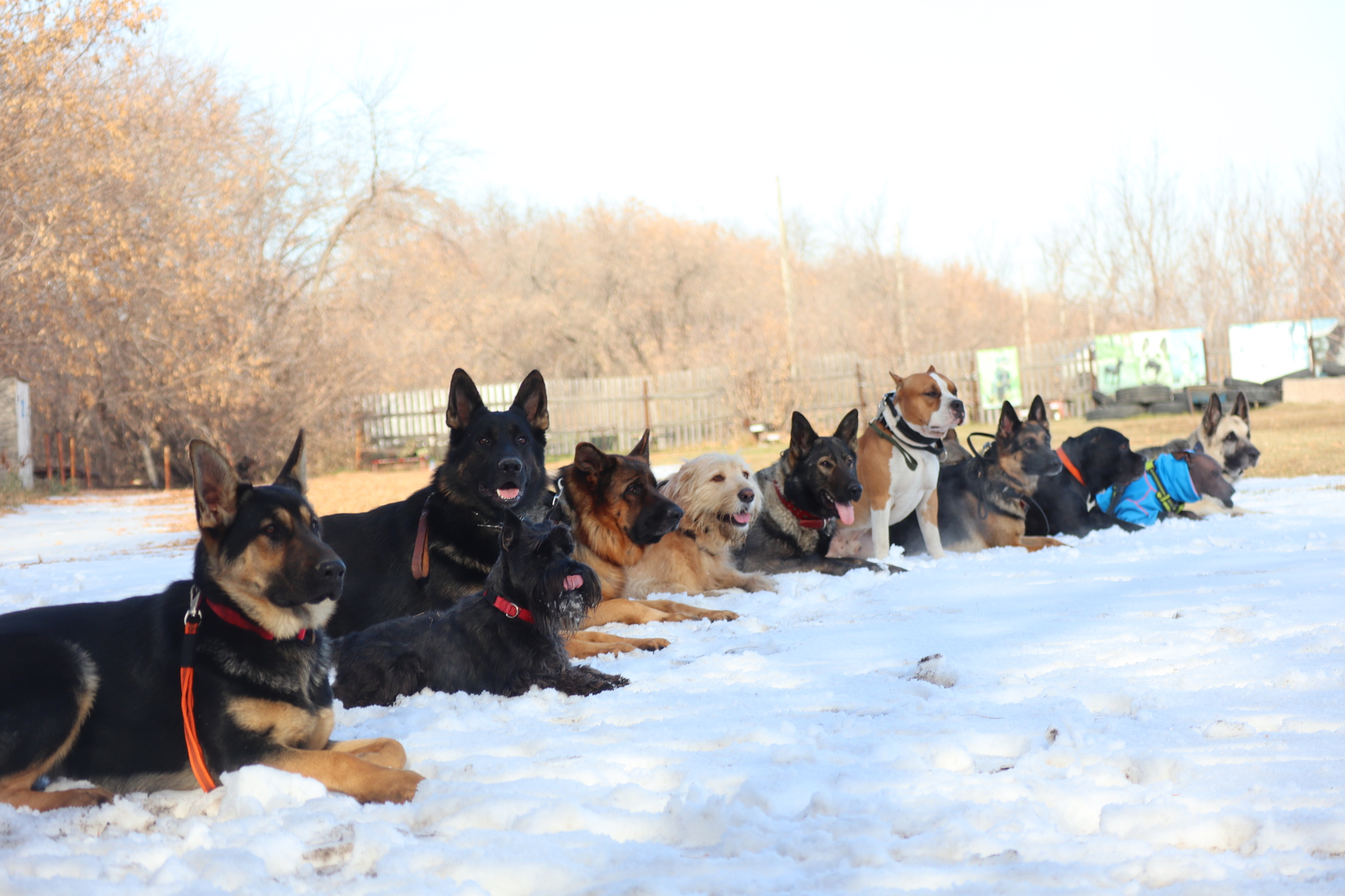 Dog training in Omsk - OCSSSS 19 - 10 - 2024 - Dog, Puppies, Omsk, Training, Dog lovers, Friend, Care, Г“Г±Г±Г±, Kindness, Friends, Longpost