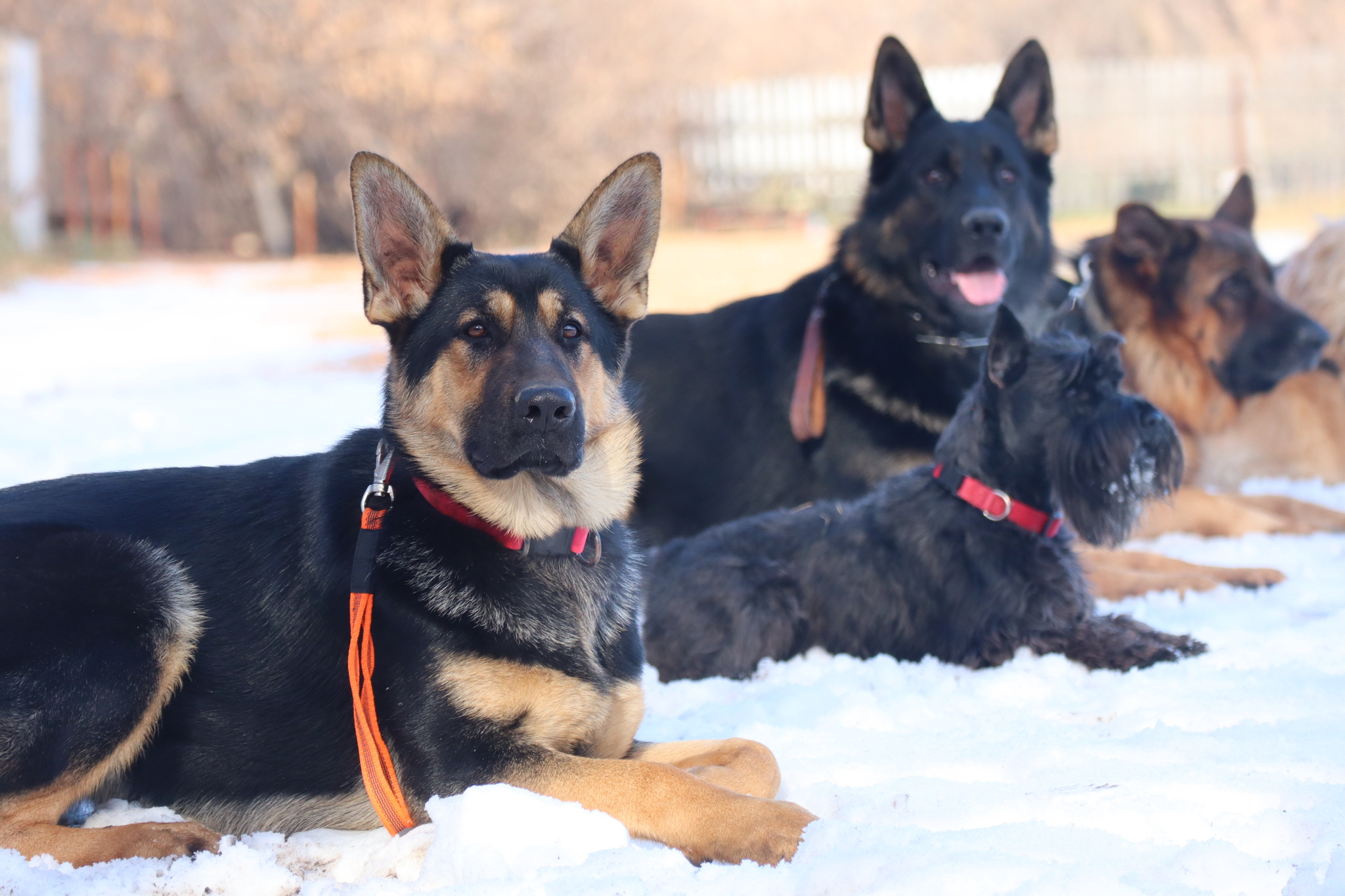 Dog training in Omsk - OCSSSS 19 - 10 - 2024 - Dog, Puppies, Omsk, Training, Dog lovers, Friend, Care, Г“Г±Г±Г±, Kindness, Friends, Longpost