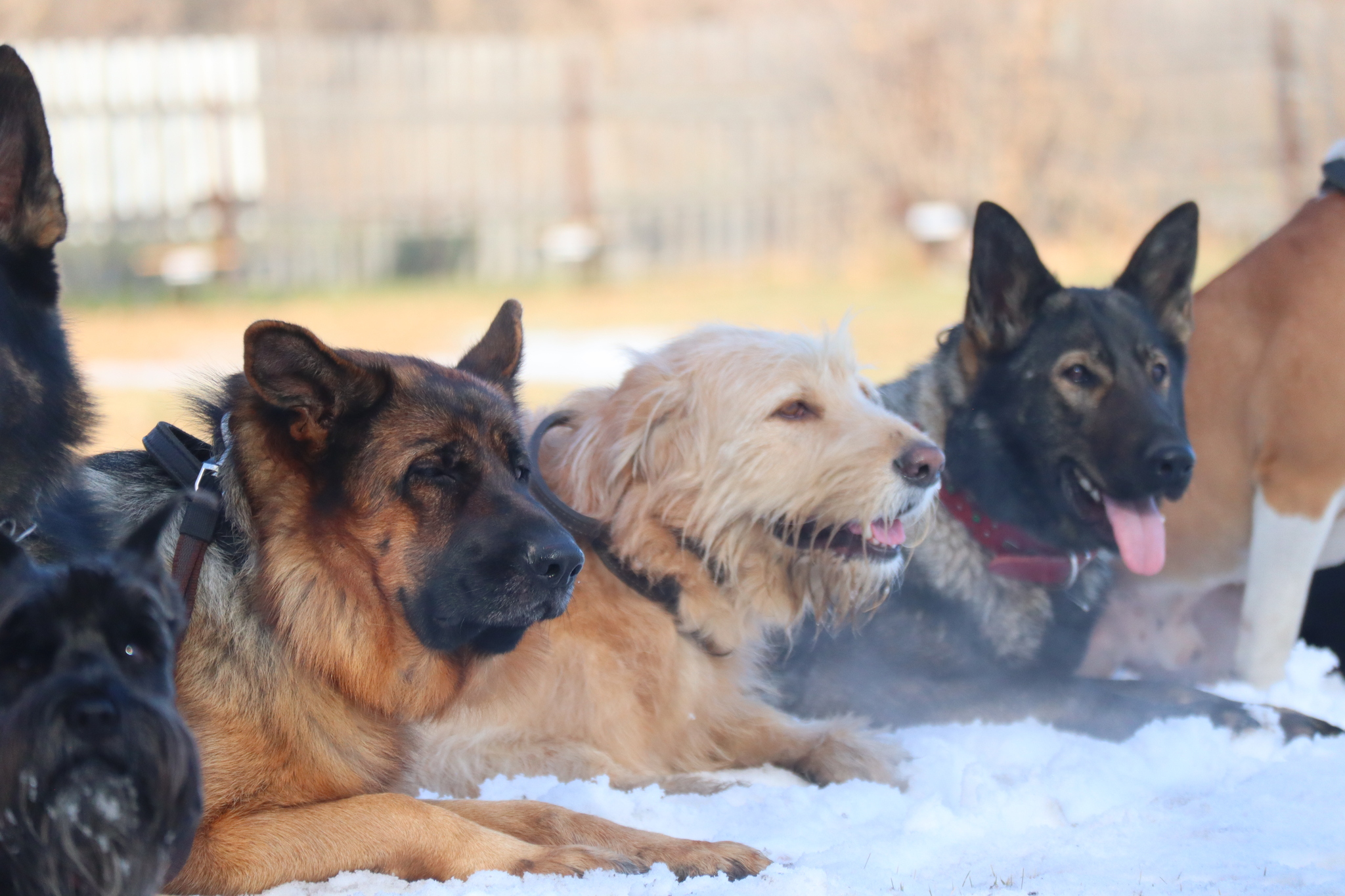 Dog training in Omsk - OCSSSS 19 - 10 - 2024 - Dog, Puppies, Omsk, Training, Dog lovers, Friend, Care, Г“Г±Г±Г±, Kindness, Friends, Longpost