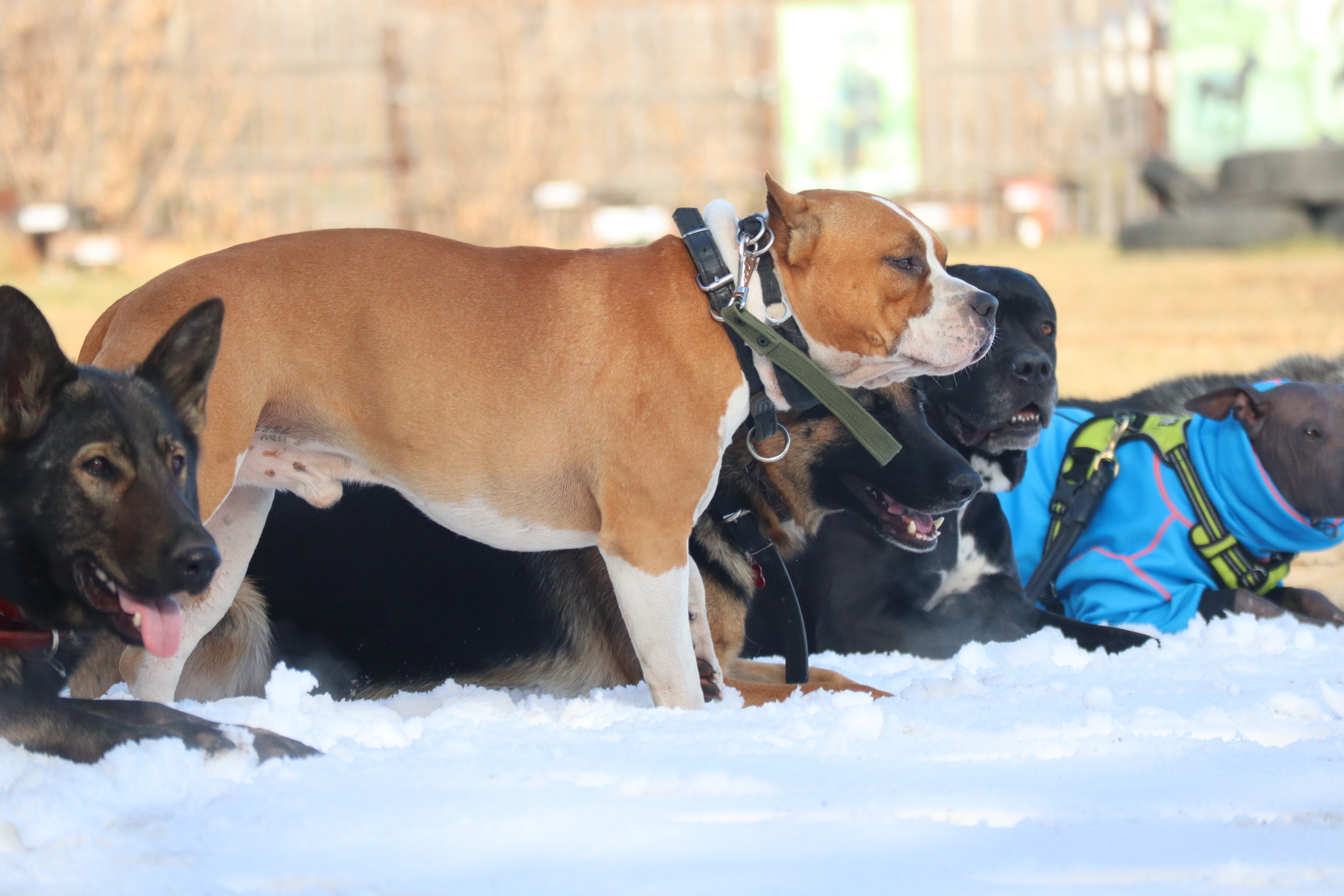 Dog training in Omsk - OCSSSS 19 - 10 - 2024 - Dog, Puppies, Omsk, Training, Dog lovers, Friend, Care, Г“Г±Г±Г±, Kindness, Friends, Longpost